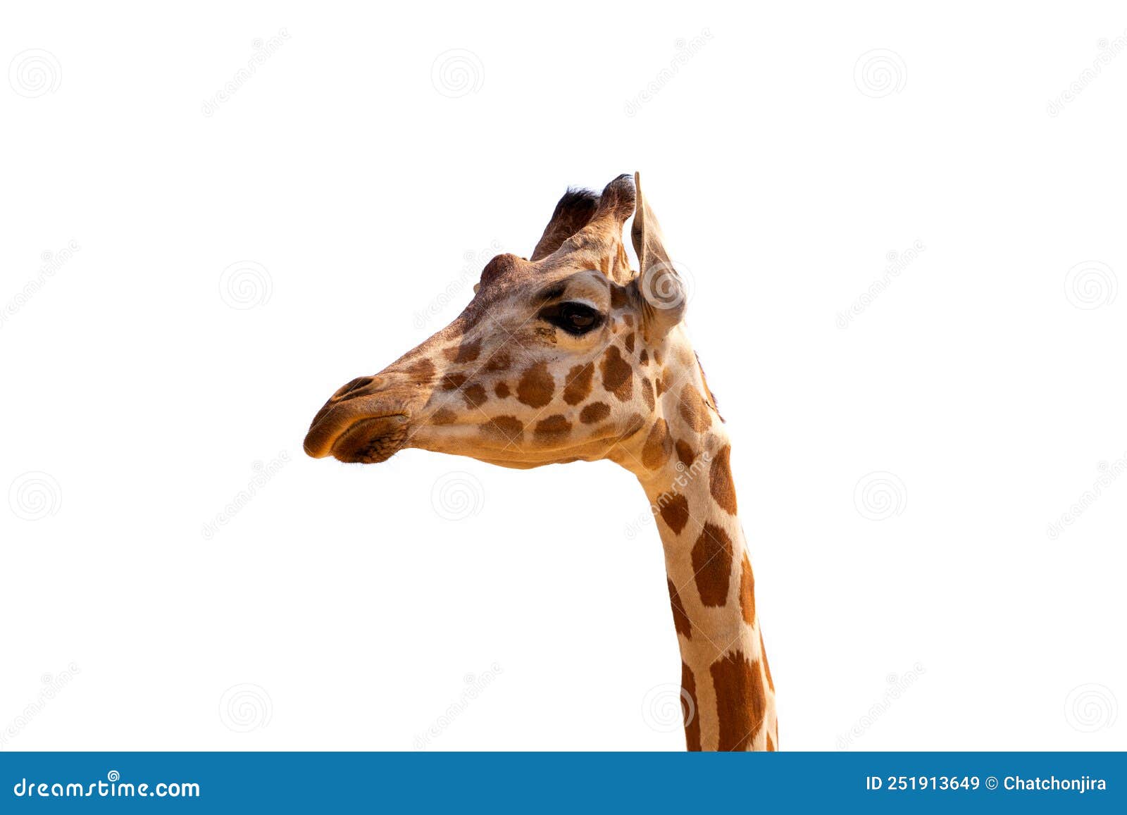 Giraffe head isolate stock image. Image of head, mammals 251913649