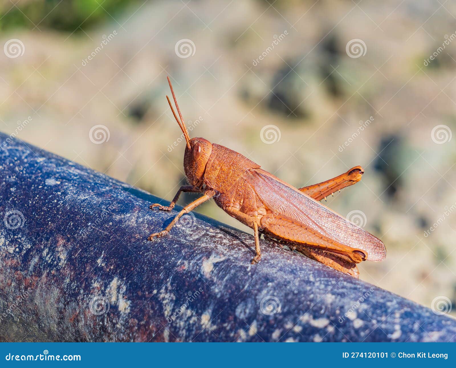 Close Up Shot of in Beavers Bend State Park Stock Image