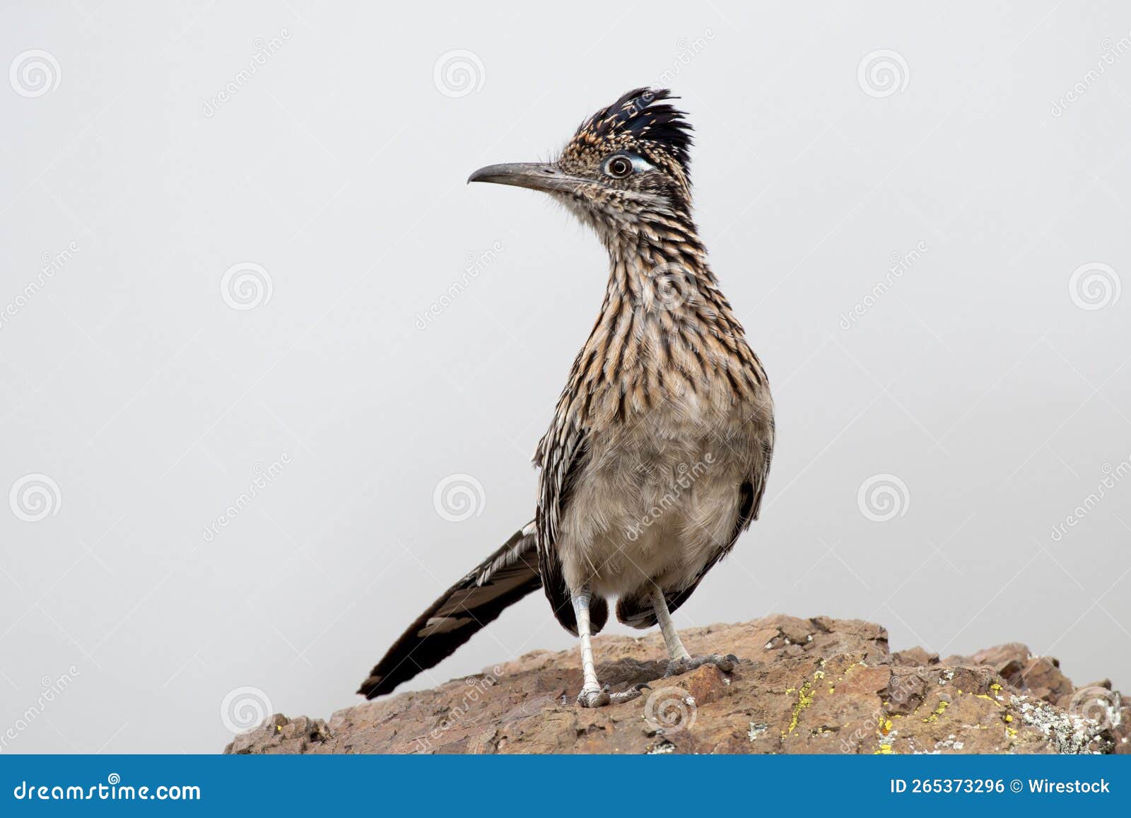 close-up shot of a greater roadrunner standing on a stone