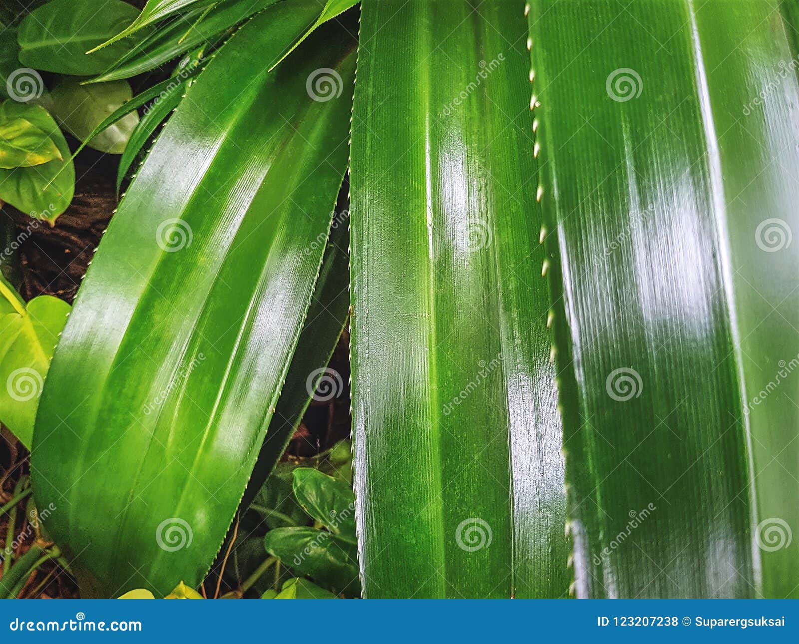 images Spiky Leaf Plant https www dreamstime com close up shot green plants spiky leaves garden fresh green plant spiky leaves image123207238