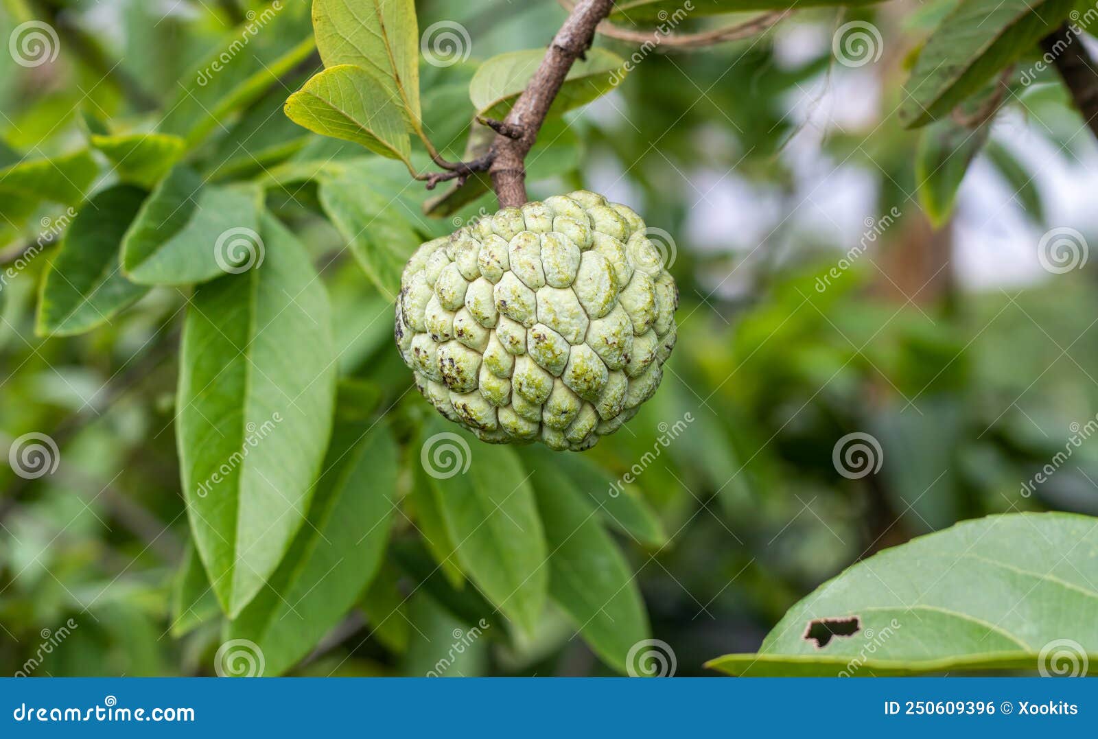 Close Up Shot of Growing Custard Apple or Sugar Apple Fruit on the Tree Stock Photo Image of