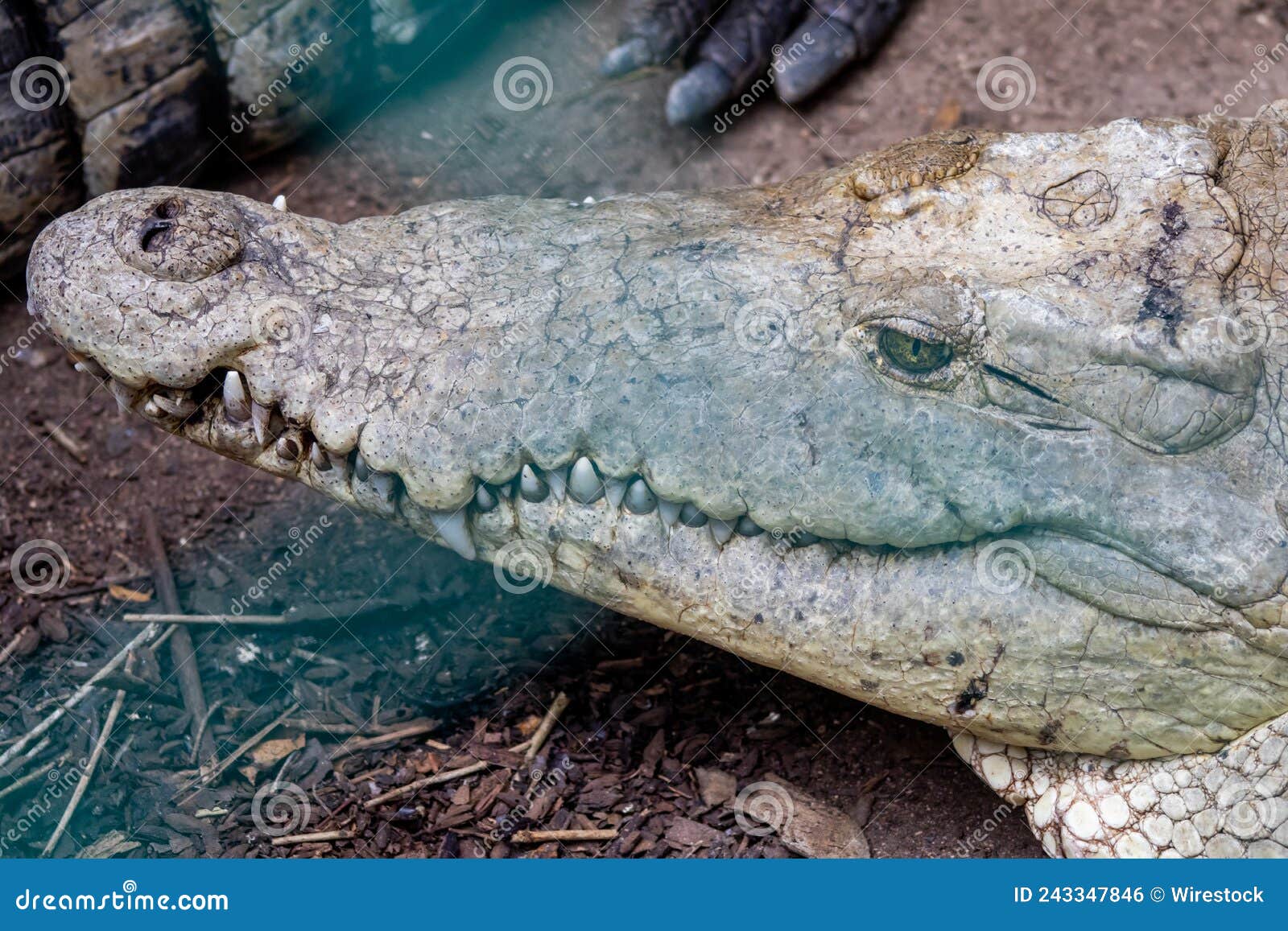 close-up shot of the head of a crocodile in cocodrilario la manzanilla, jalisco, mexico