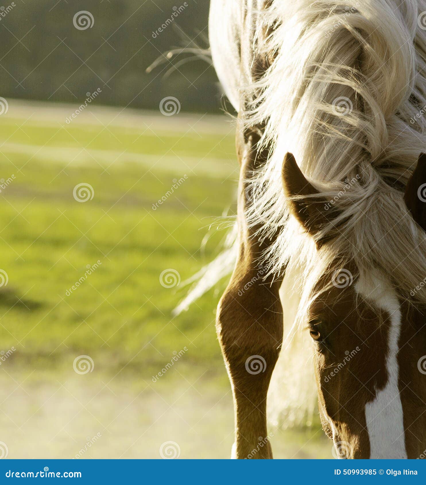 Horse Withers Stock Images Download 258 Royalty Free Photos