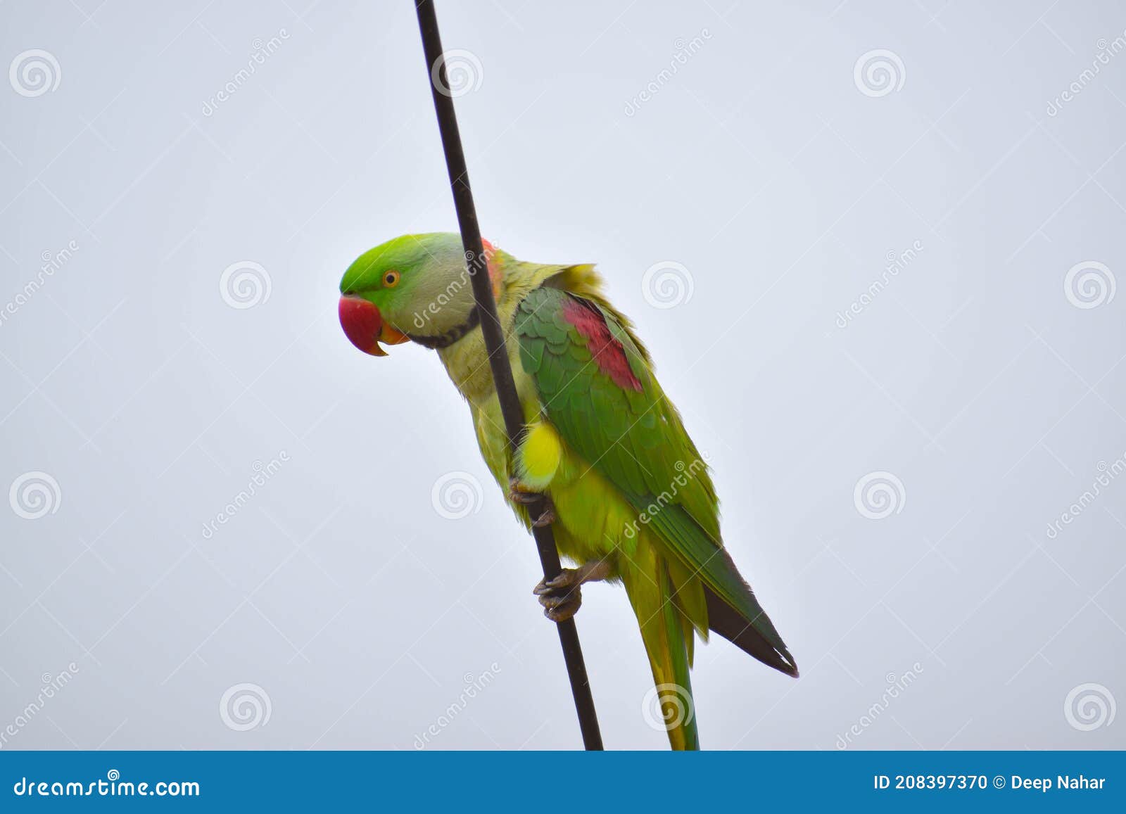 Close Up Shot Indian Ringneck Parrot Dancing on Cable Stock Photo