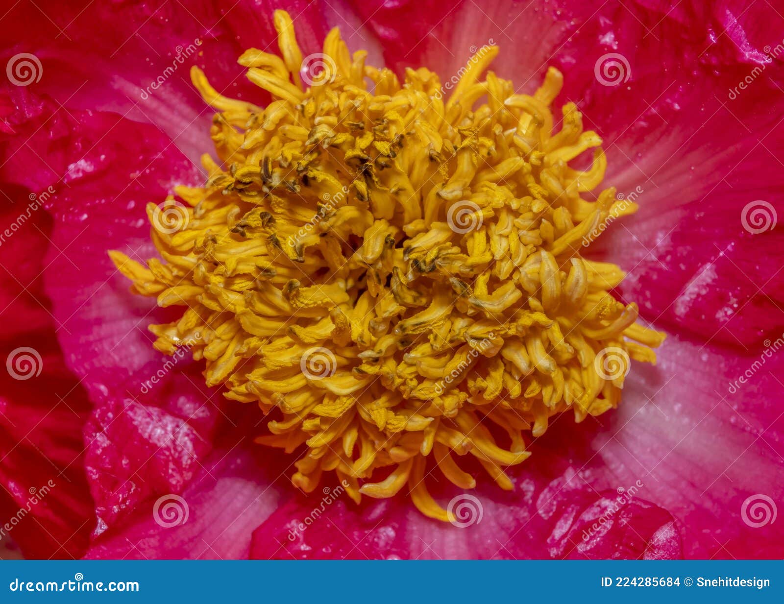 anther flower inside details close up shot