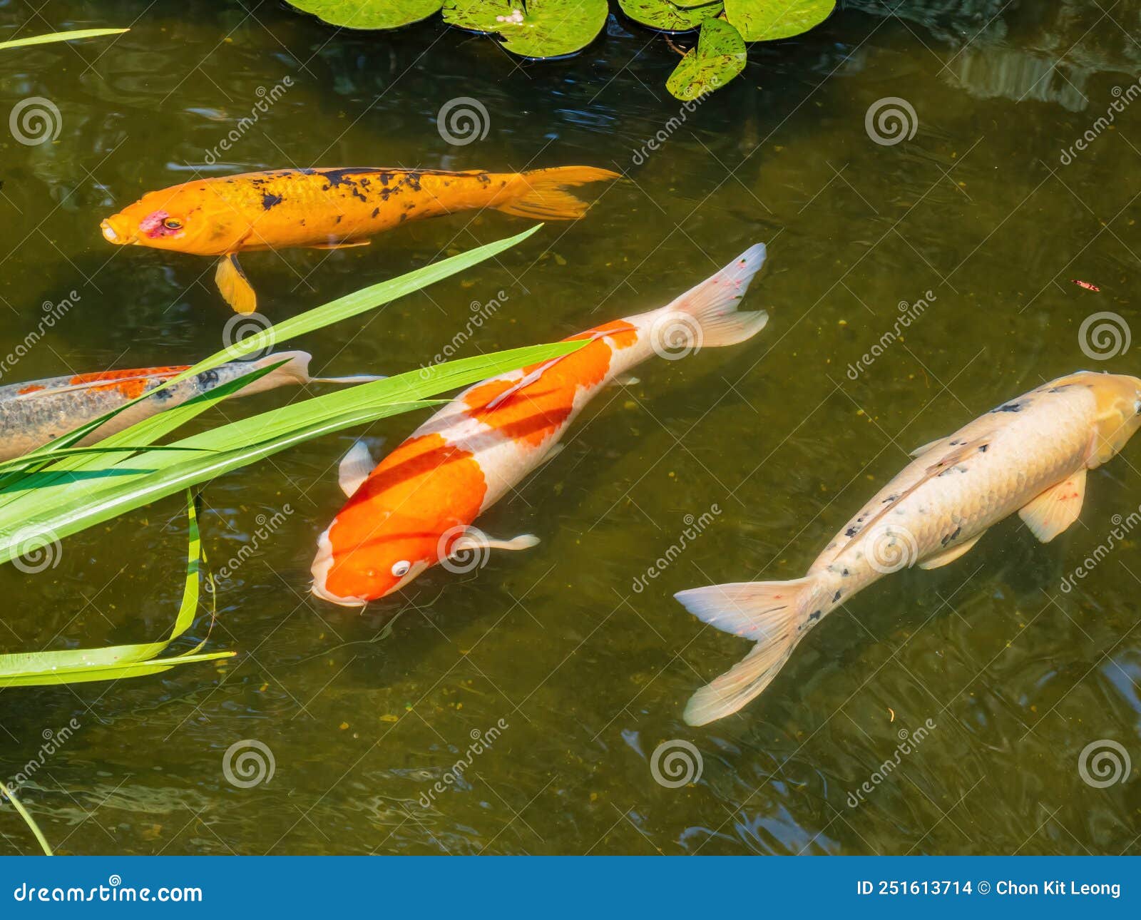 close up shot of koi swimming in botanica, the wichita gardens