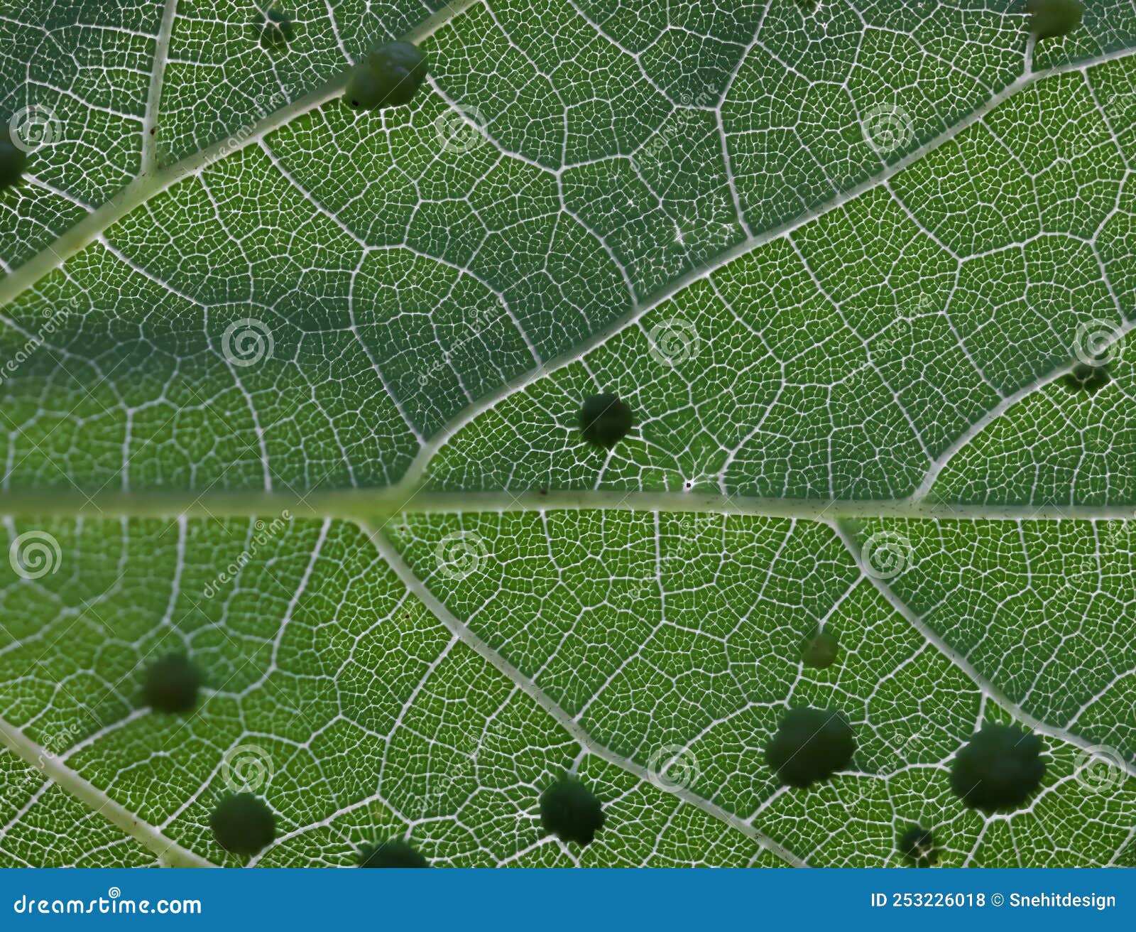 fungal-growth-mangrove-royalty-free-stock-photography-cartoondealer