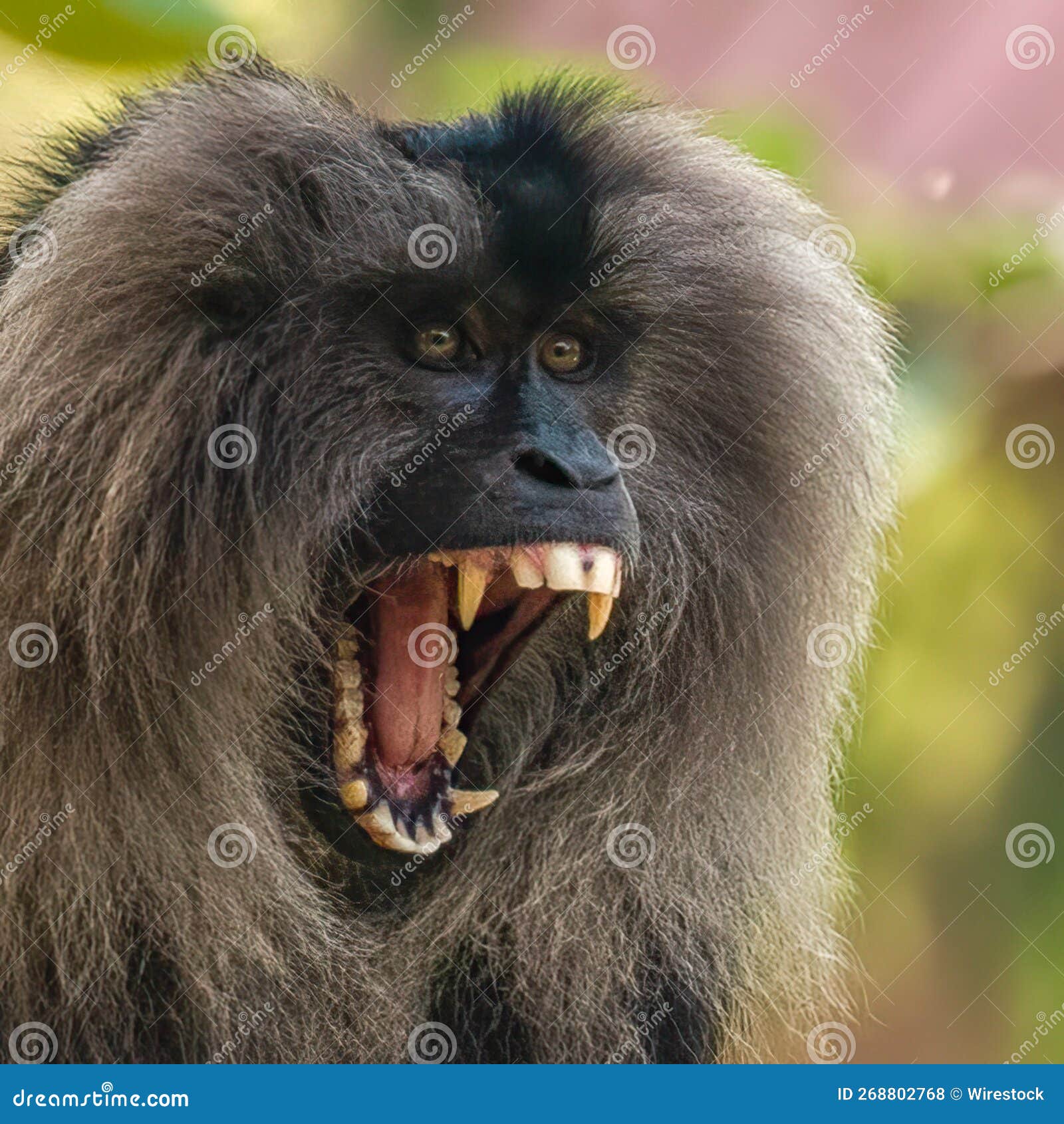 Closeup Shot of a Lion Head Monkey Screaming Stock Photo Image of
