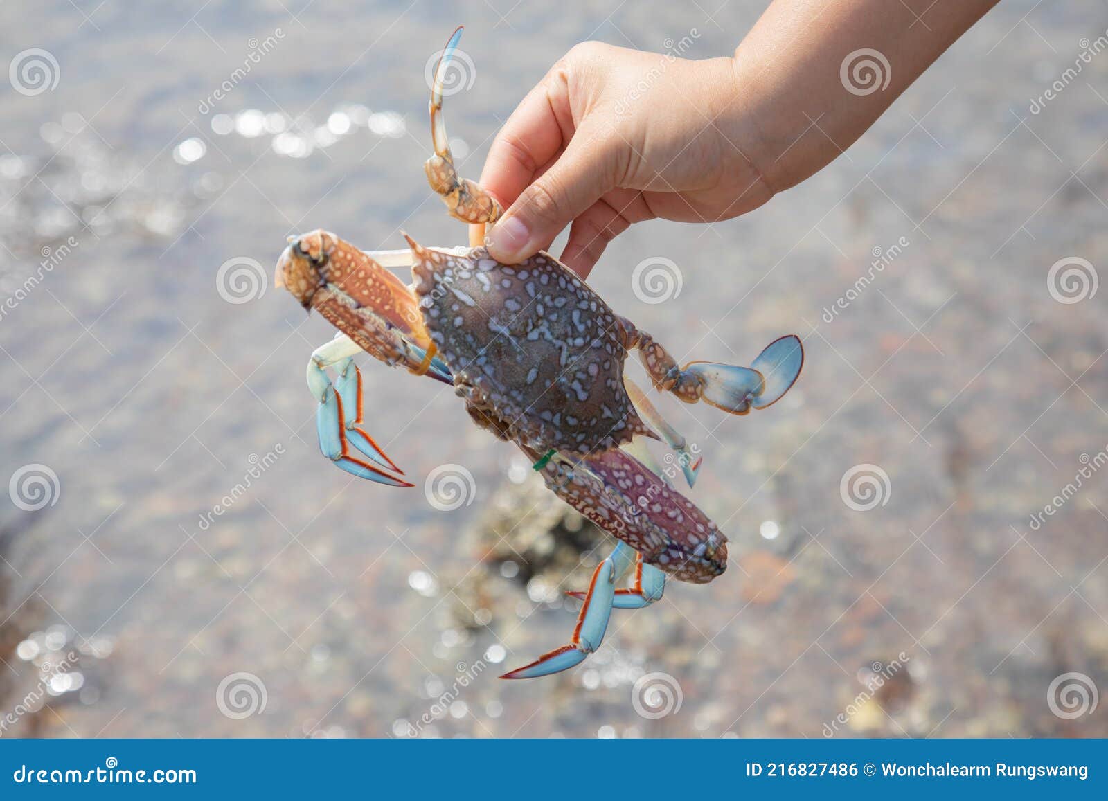 Close Up Shot of Living Crab in Hand with Background of Water in River or  Sea in Summer Time Shows Sustainable Tourism Concept Stock Photo - Image of  closeup, crabbing: 216827486