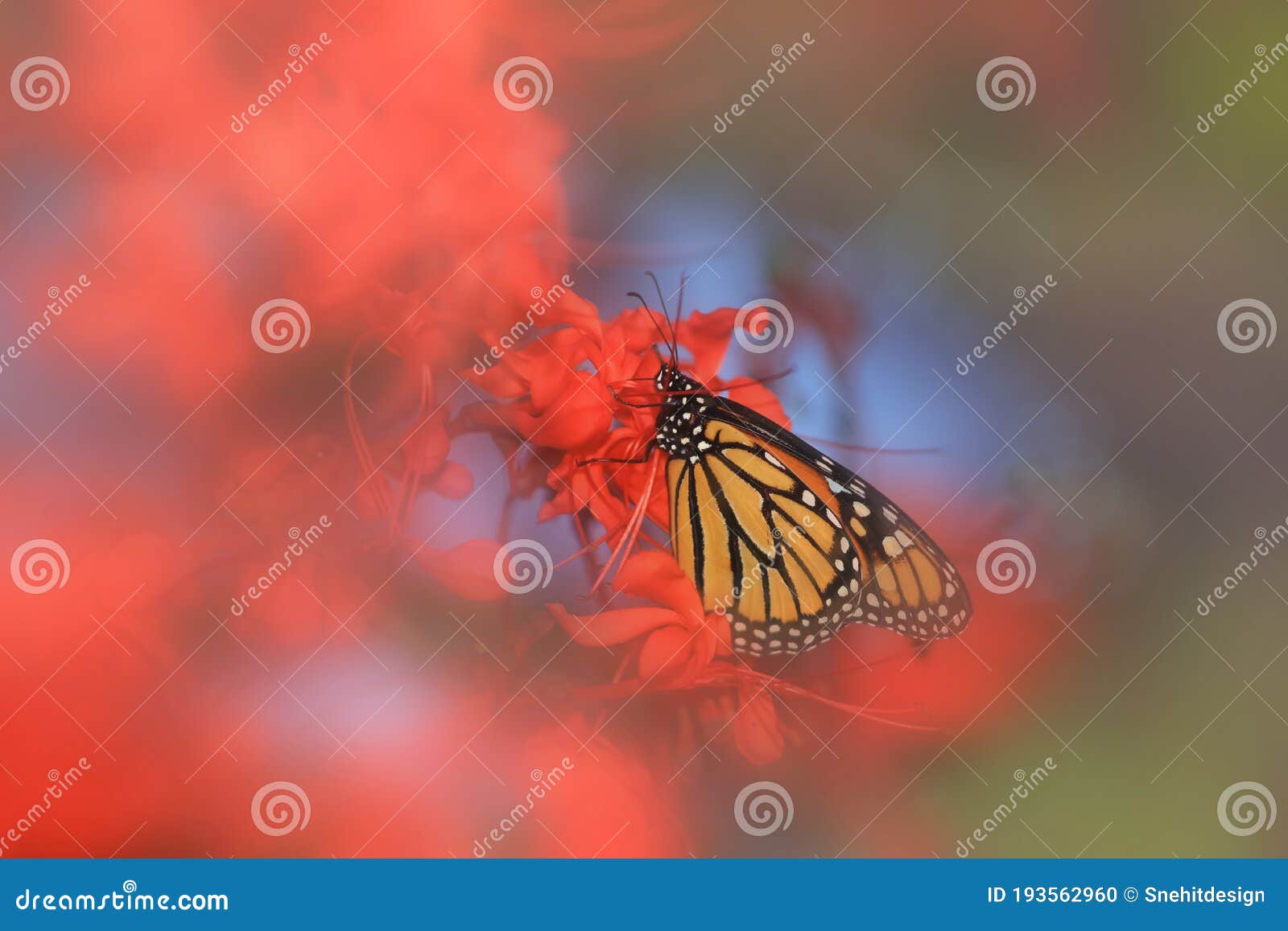 close up shot of monarch butterfly on red flowers