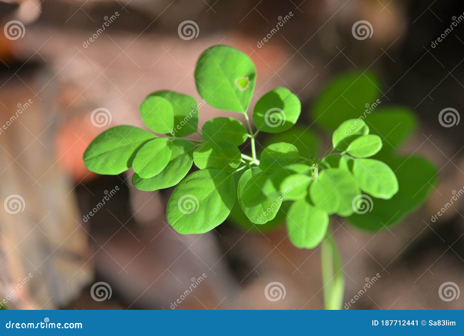 Close Up Shot of Moringa Drumstick Tree Plant Leaves Stock Image ...