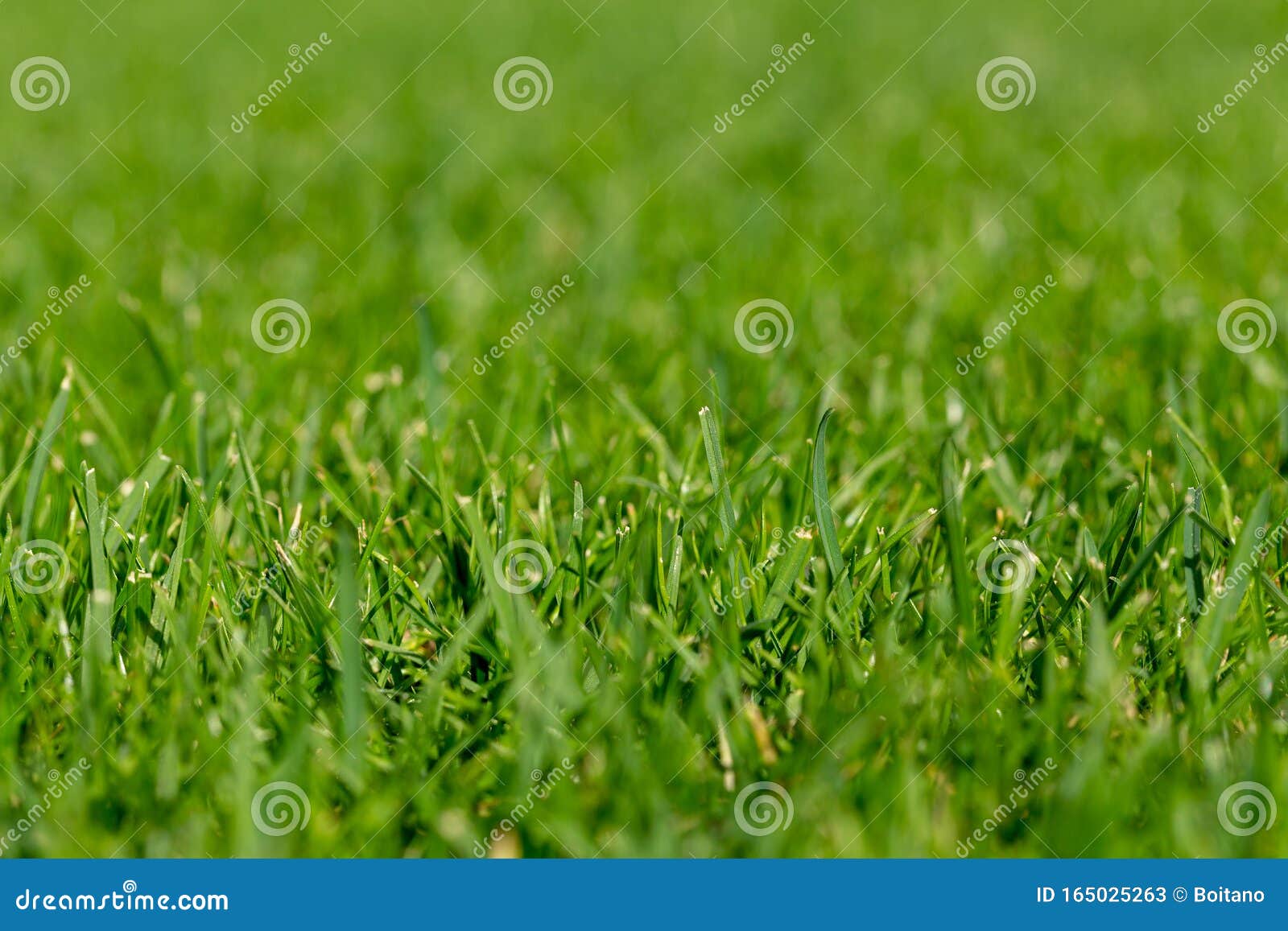 Close-up Shot Of Mowed Lawn. Green Grass Natural Background Texture