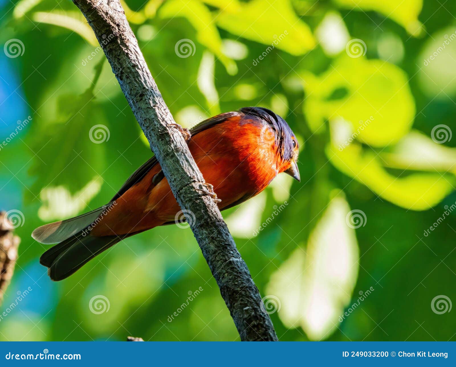 Close Up Shot of Painted Bunting on a Tree Stock Photo Image of