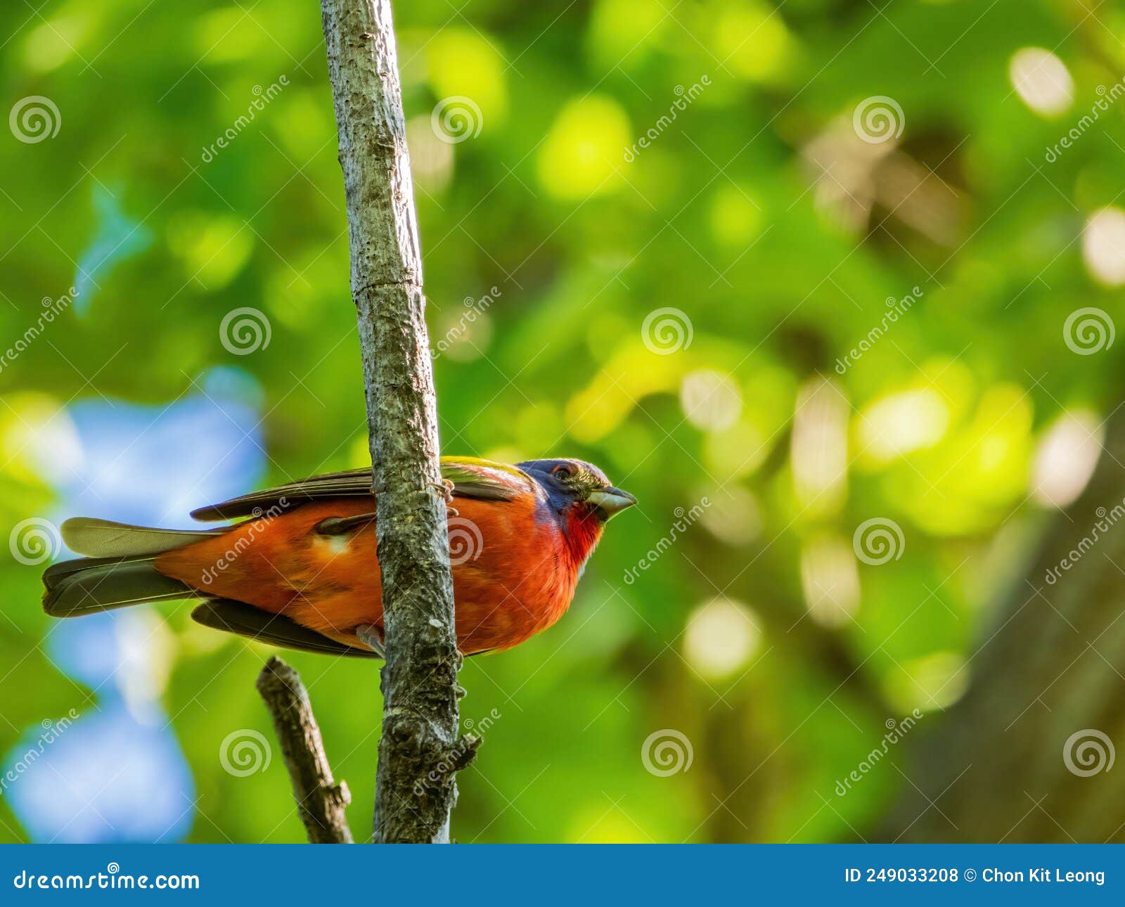 Close Up Shot of Painted Bunting on a Tree Stock Photo Image of