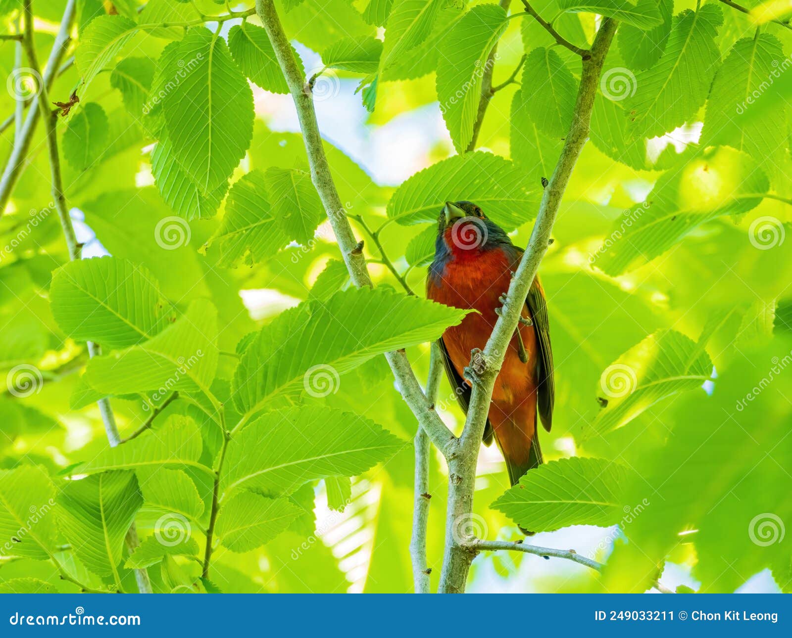 Close Up Shot of Painted Bunting on a Tree Stock Image Image of