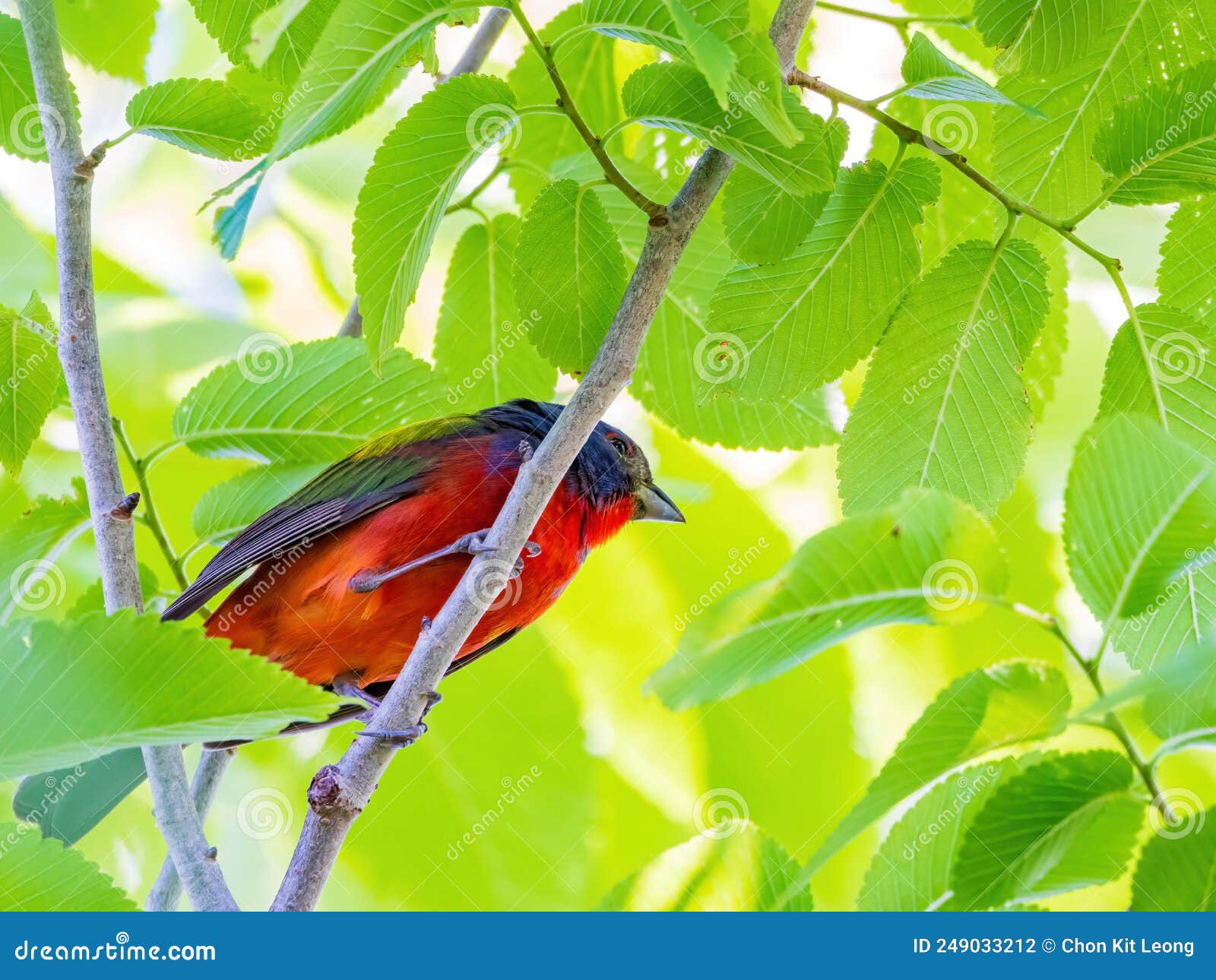 Close Up Shot of Painted Bunting on a Tree Stock Photo Image of