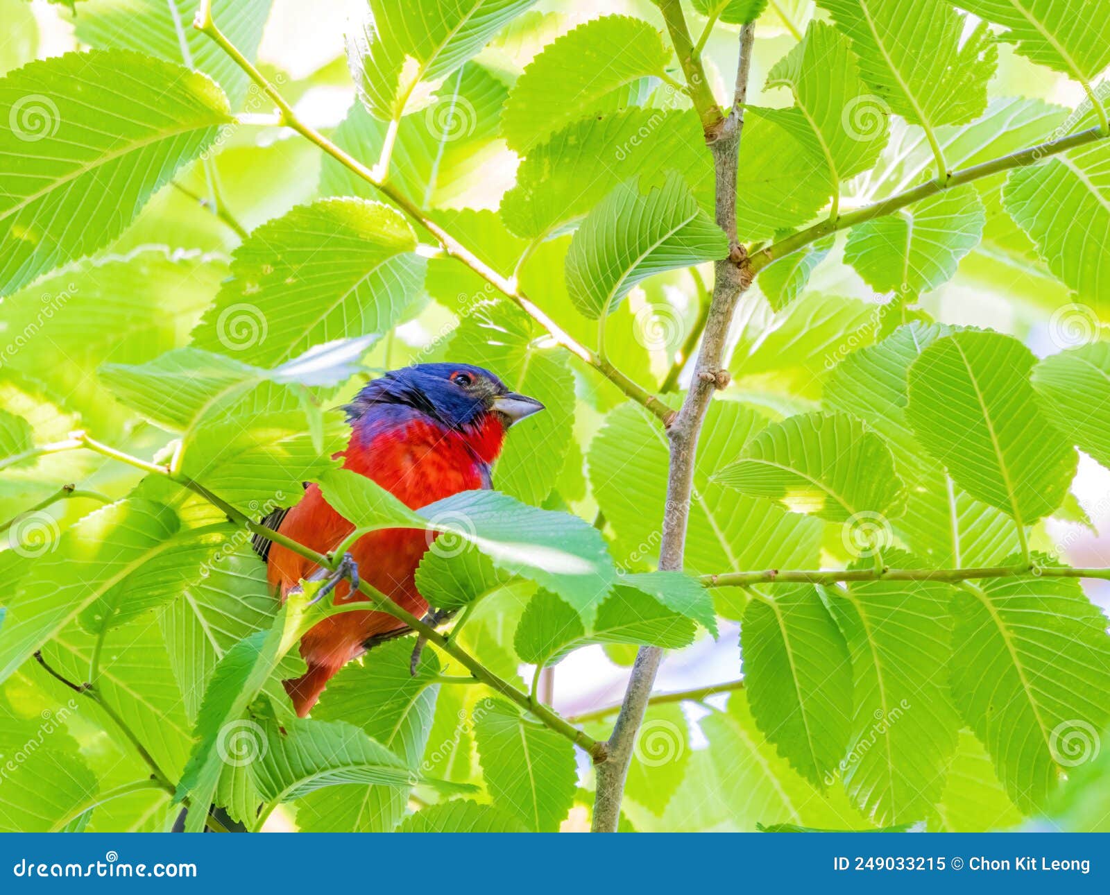 Close Up Shot of Painted Bunting on a Tree Stock Image Image of tree