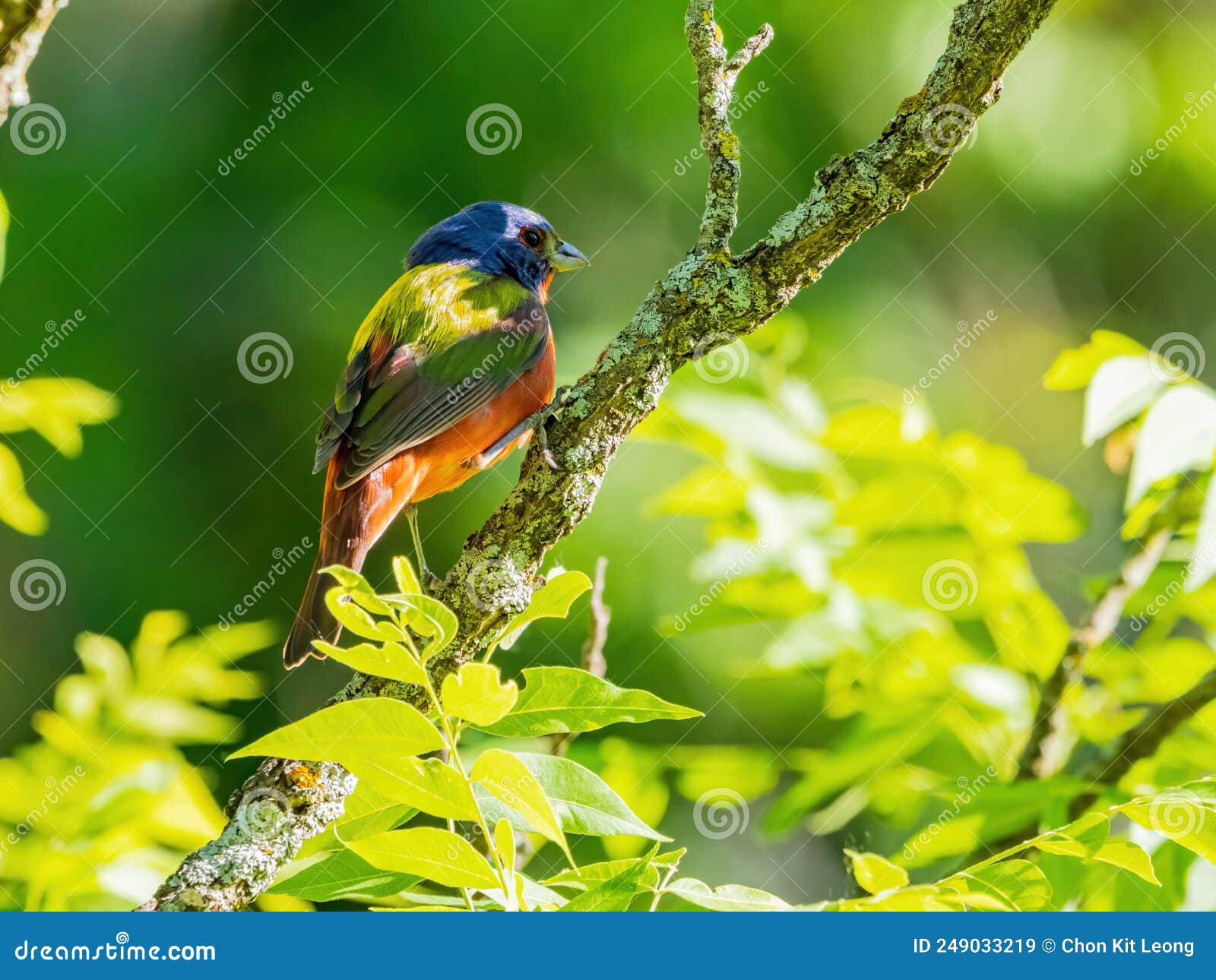 Close Up Shot of Painted Bunting on a Tree Stock Image Image of city