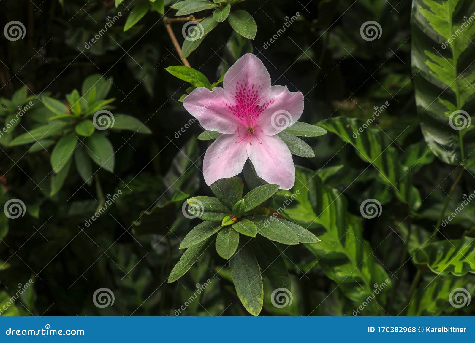 close up shot of pink rhododendron simsii flower blossom in bali, indonesia. spring flowers series, pink azalea flowers.