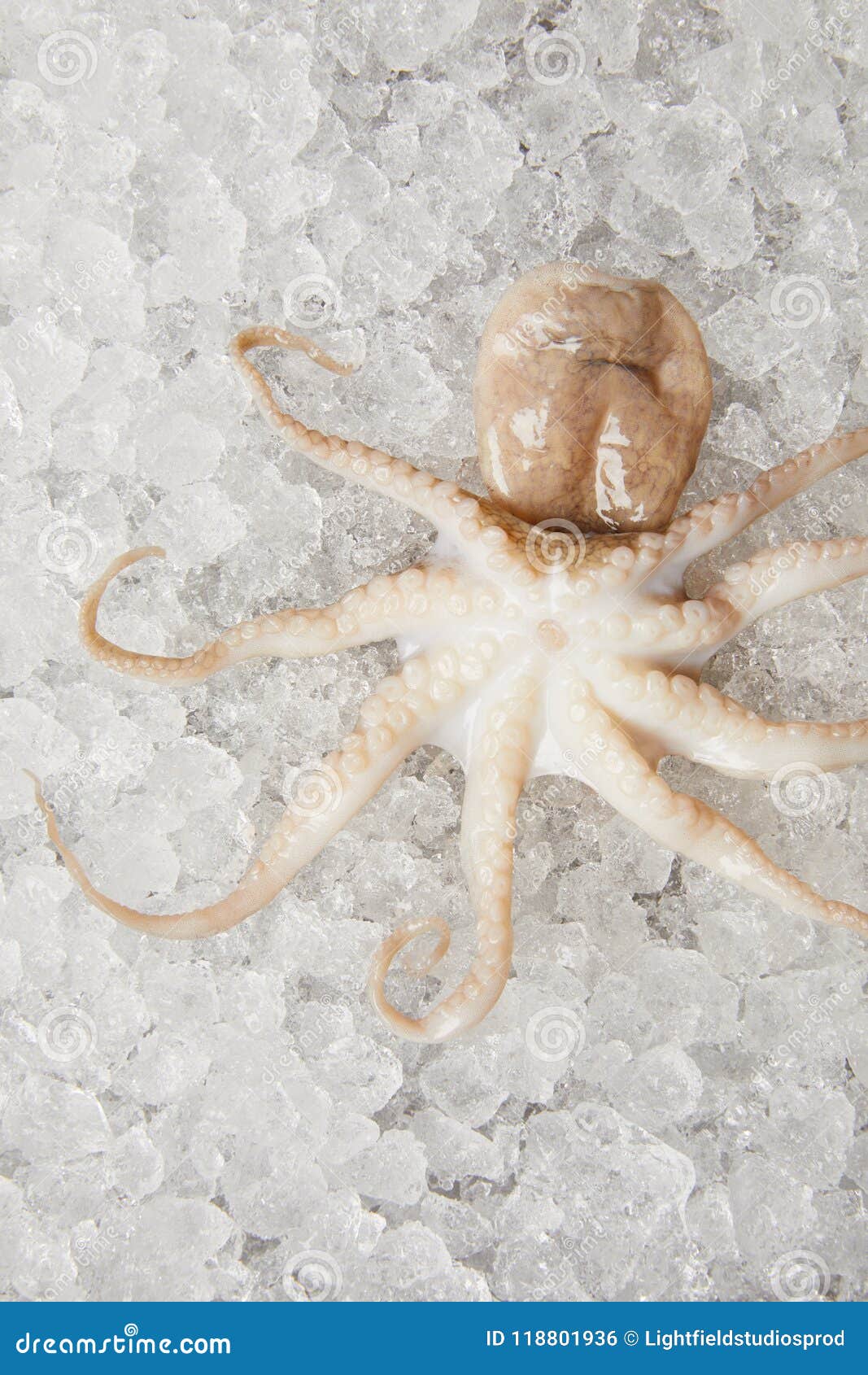 Closeup Shot of Raw Octopus on Crushed Ice Stock Photo Image of