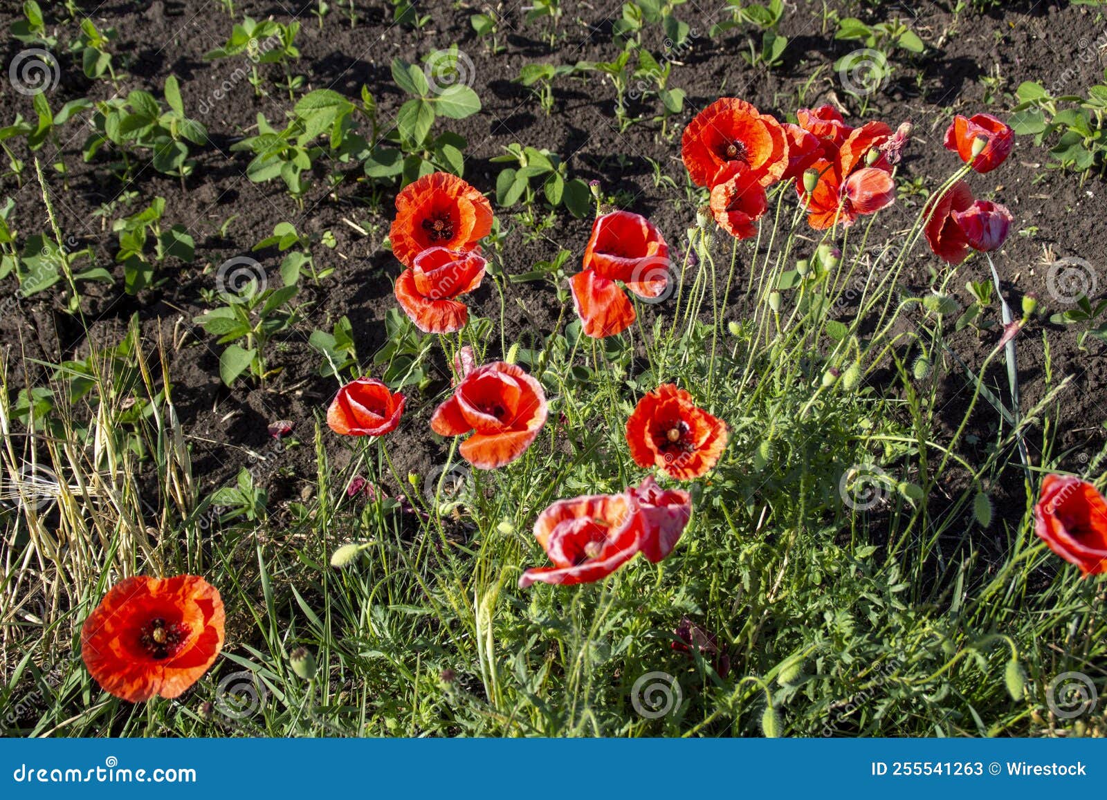 Closeup Shot of Red Poppies Growing on the Ground Stock Image Image