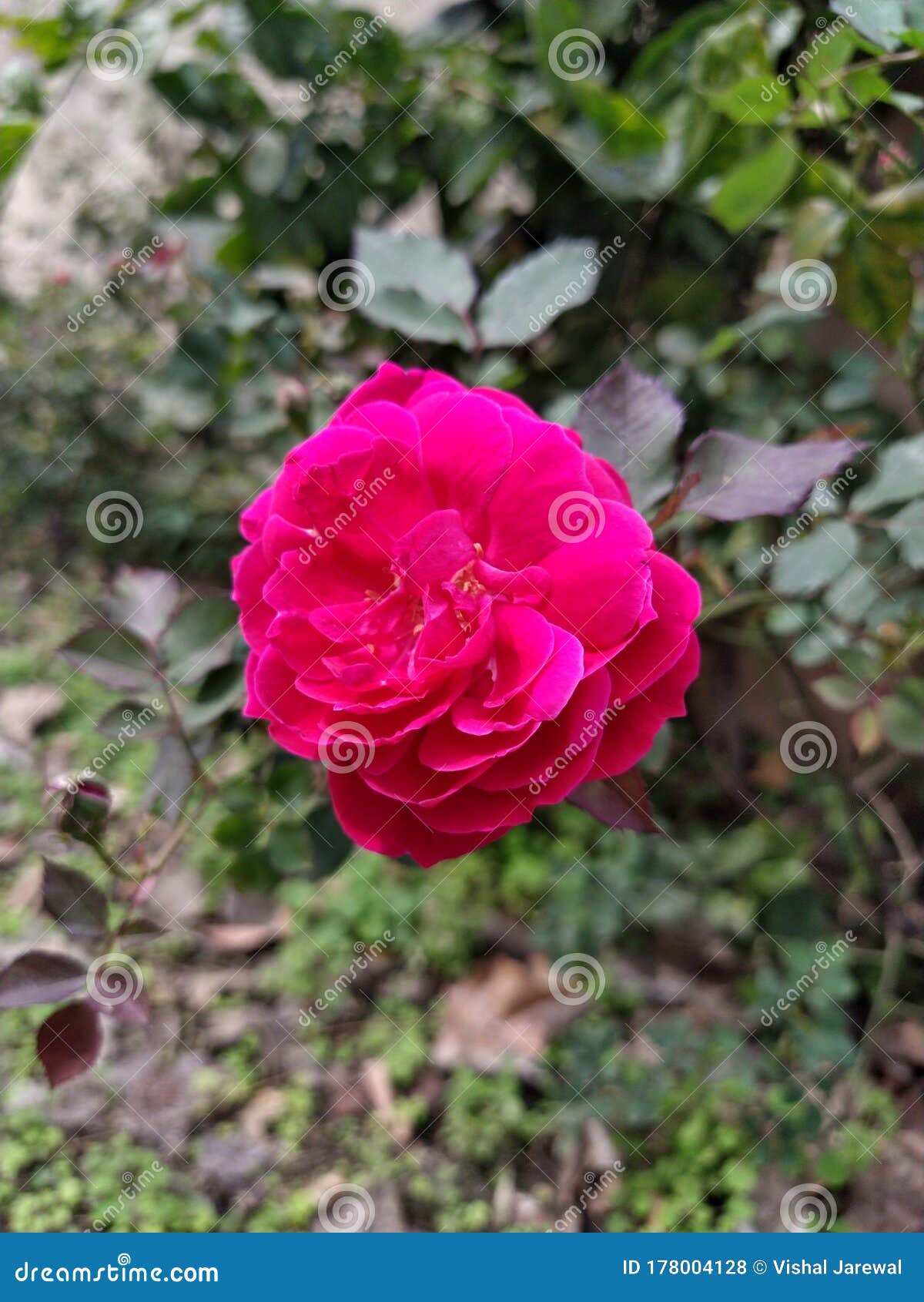 Close Up Shot of Red Rose in Garden. Stock Photo Image of rose, garden 178004128