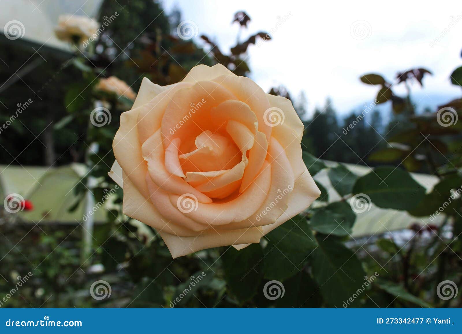 rose (rosa) flower in peach color