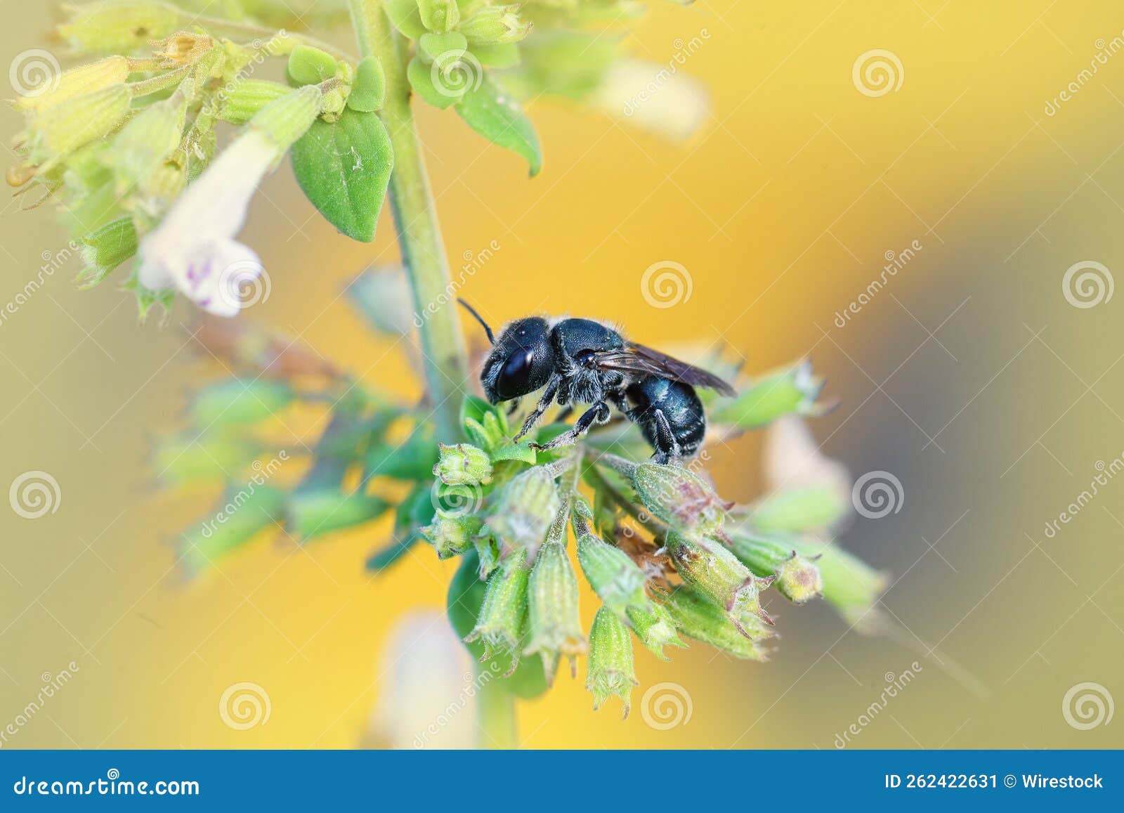 close-up shot of a small dark osmia caerulescens bee on a beautiful flower in gard, france