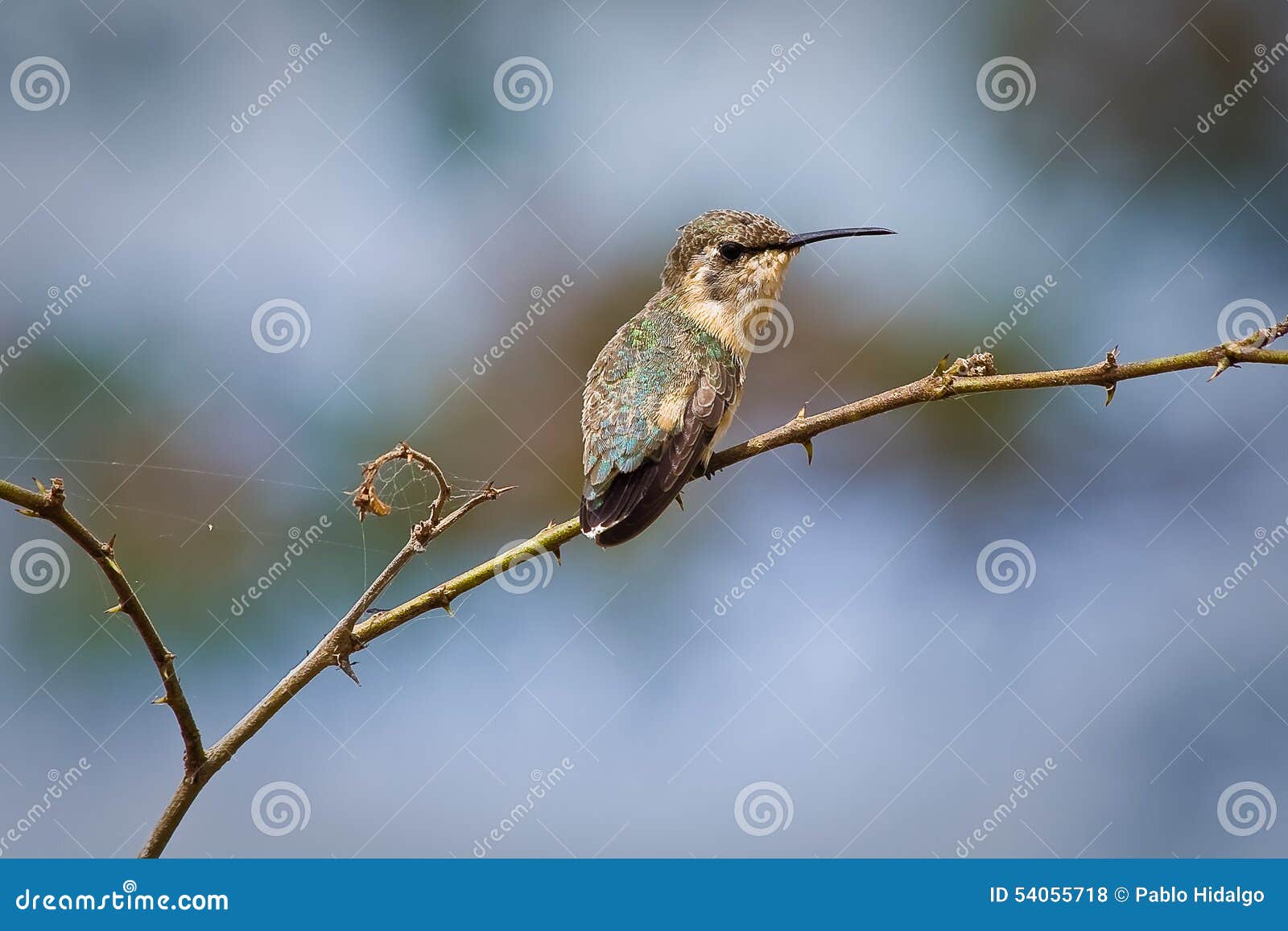 close up shot of small hummingbird