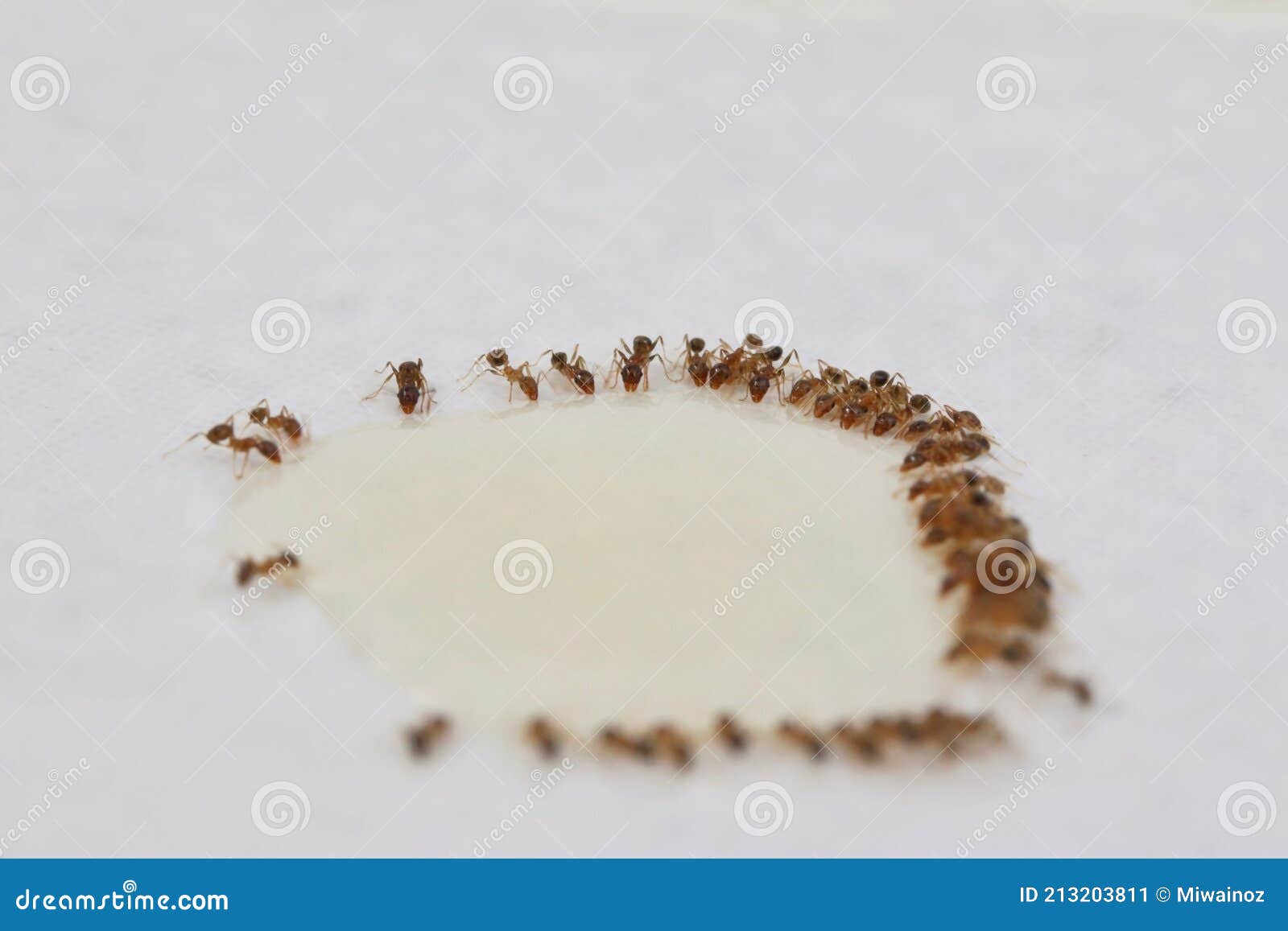 Coastal Brown Ants