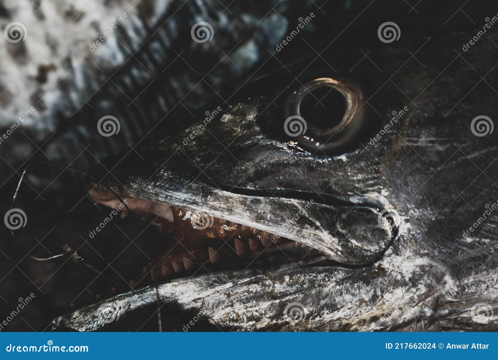 Close Up Shot of Spanish Mackerel Head with Eyes and Sharp Tooth Stock
