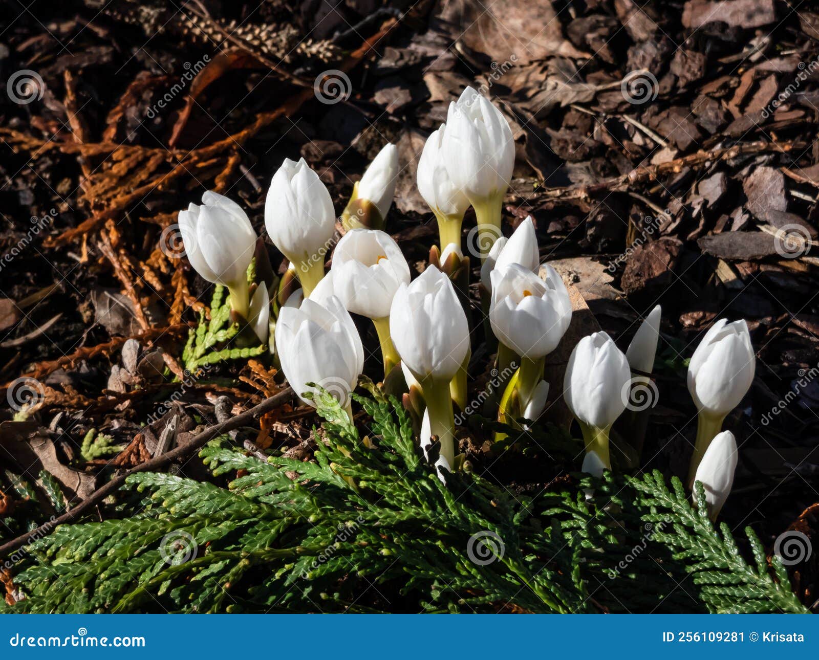 close-up shot of the spring-flowering plant (colchicum szovitsii) with white flowers