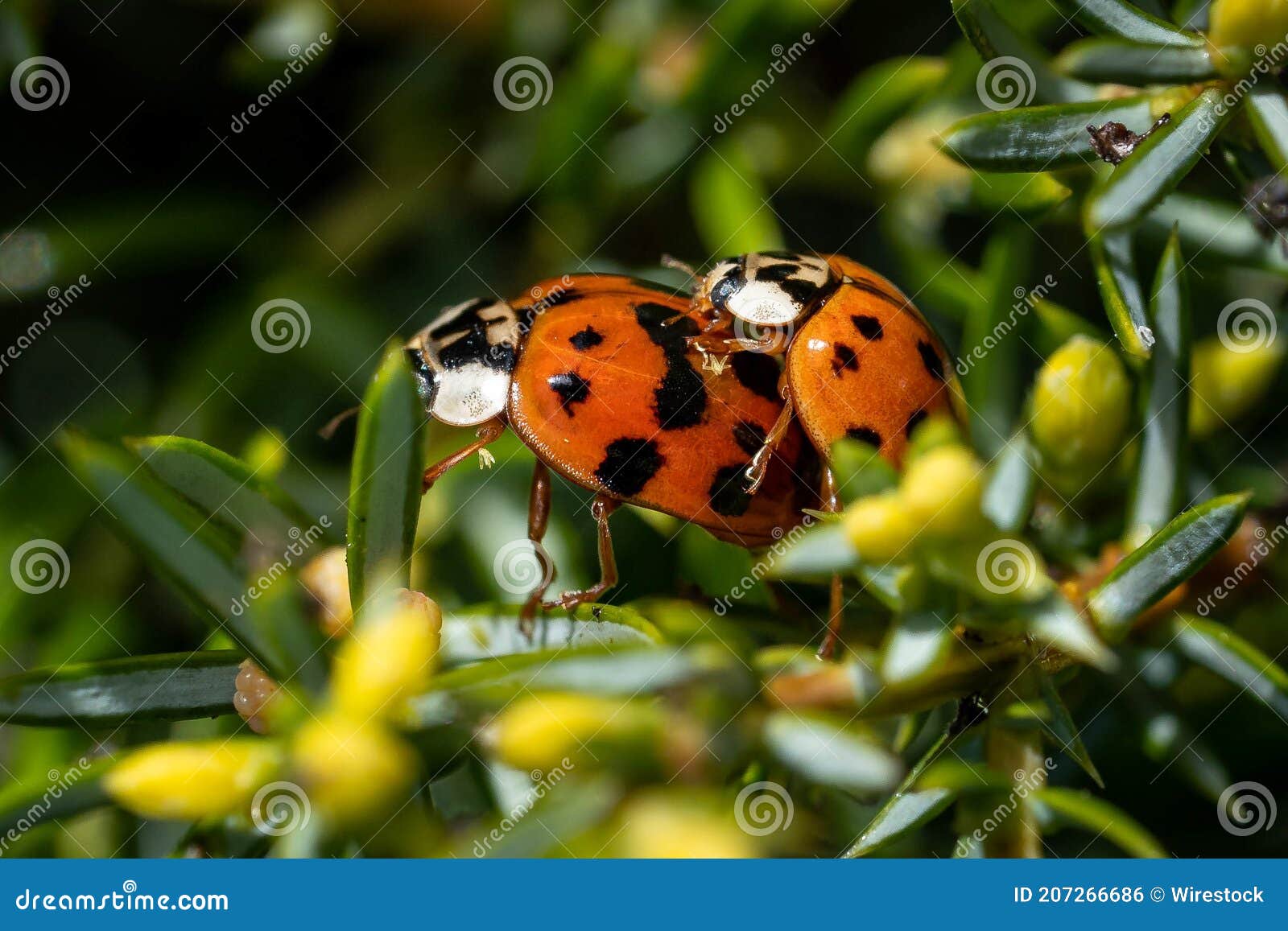 Close Up Shot of Two Ladybugs in Sexual Intercourse on Evergreen Shrub  Stock Photo - Image of closeup, background: 207266686