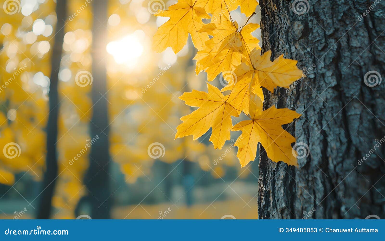 golden autumn leaves on tree trunk  fall nature scene  sunlight