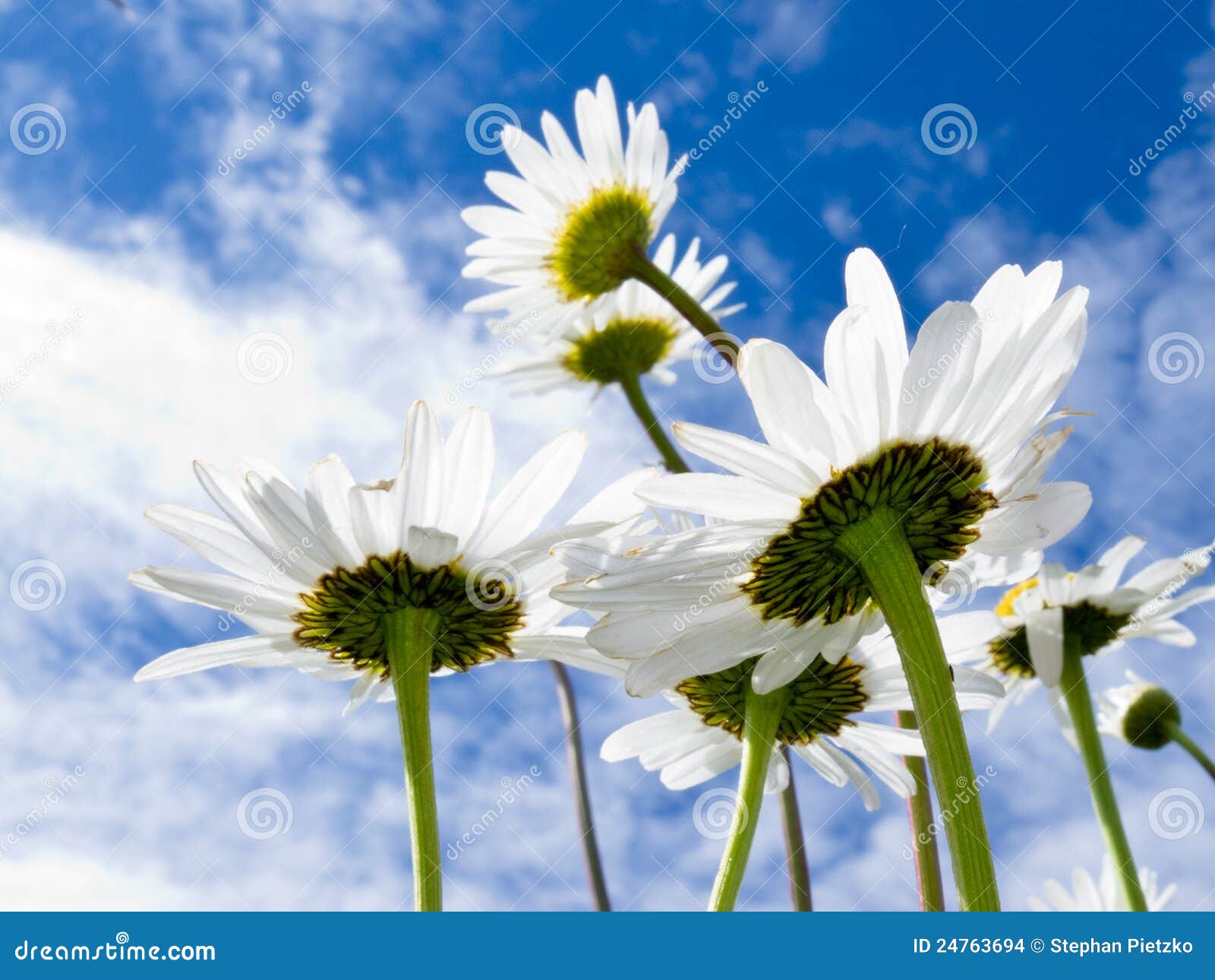 Closeup Shot of White Daisy Flowers from Below Stock Photo Image of petals, growing 24763694
