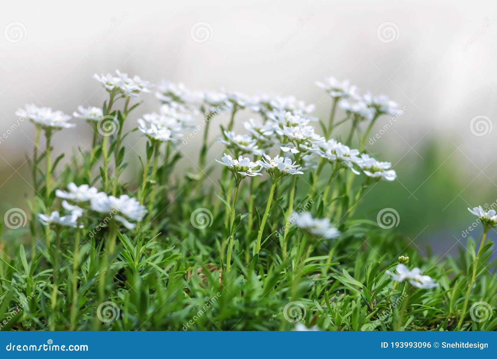 close up shot of white garden flowers