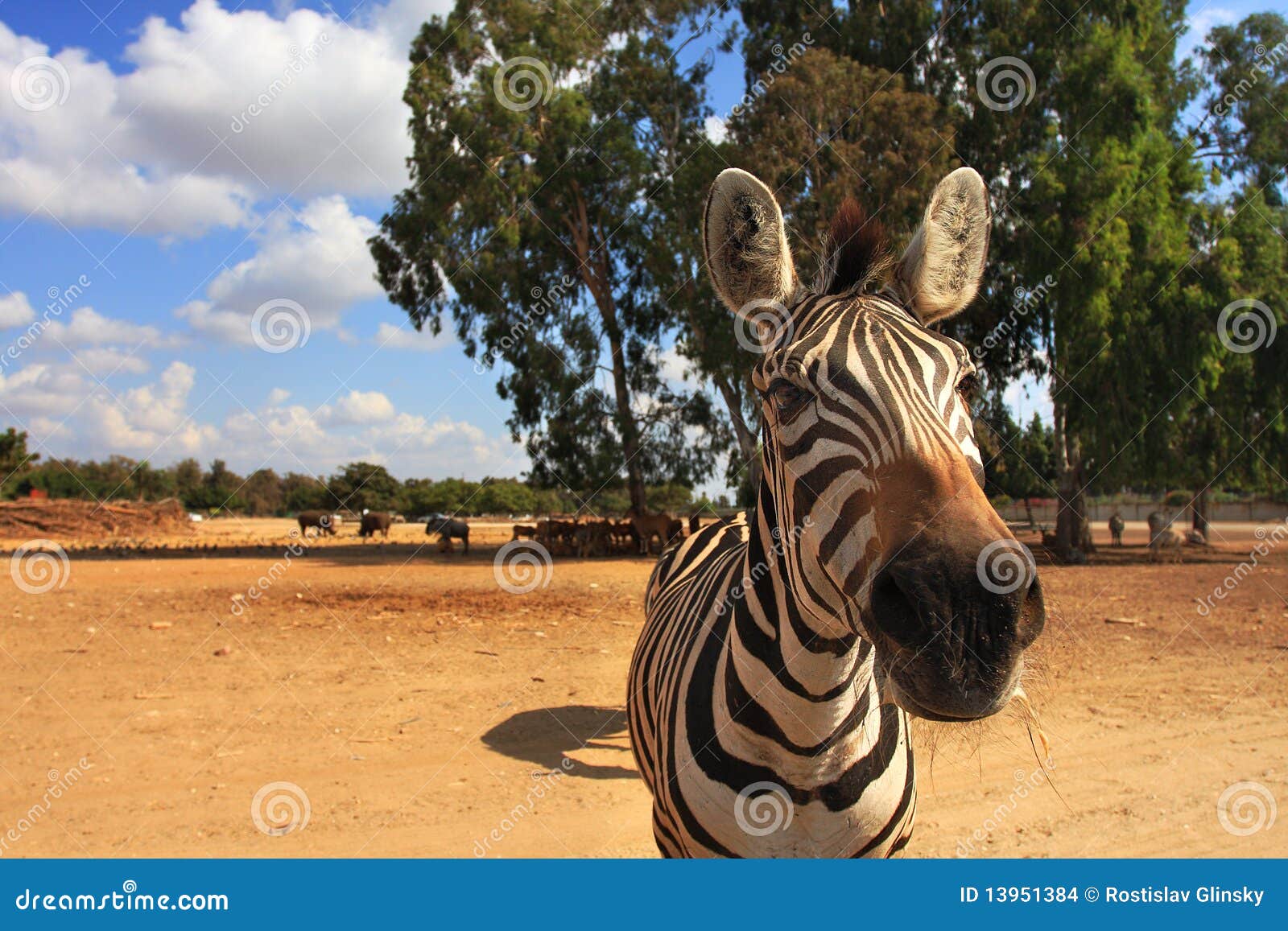 Close Up Of A Zebra Crossing And Roundabout Road Signs RoyaltyFree