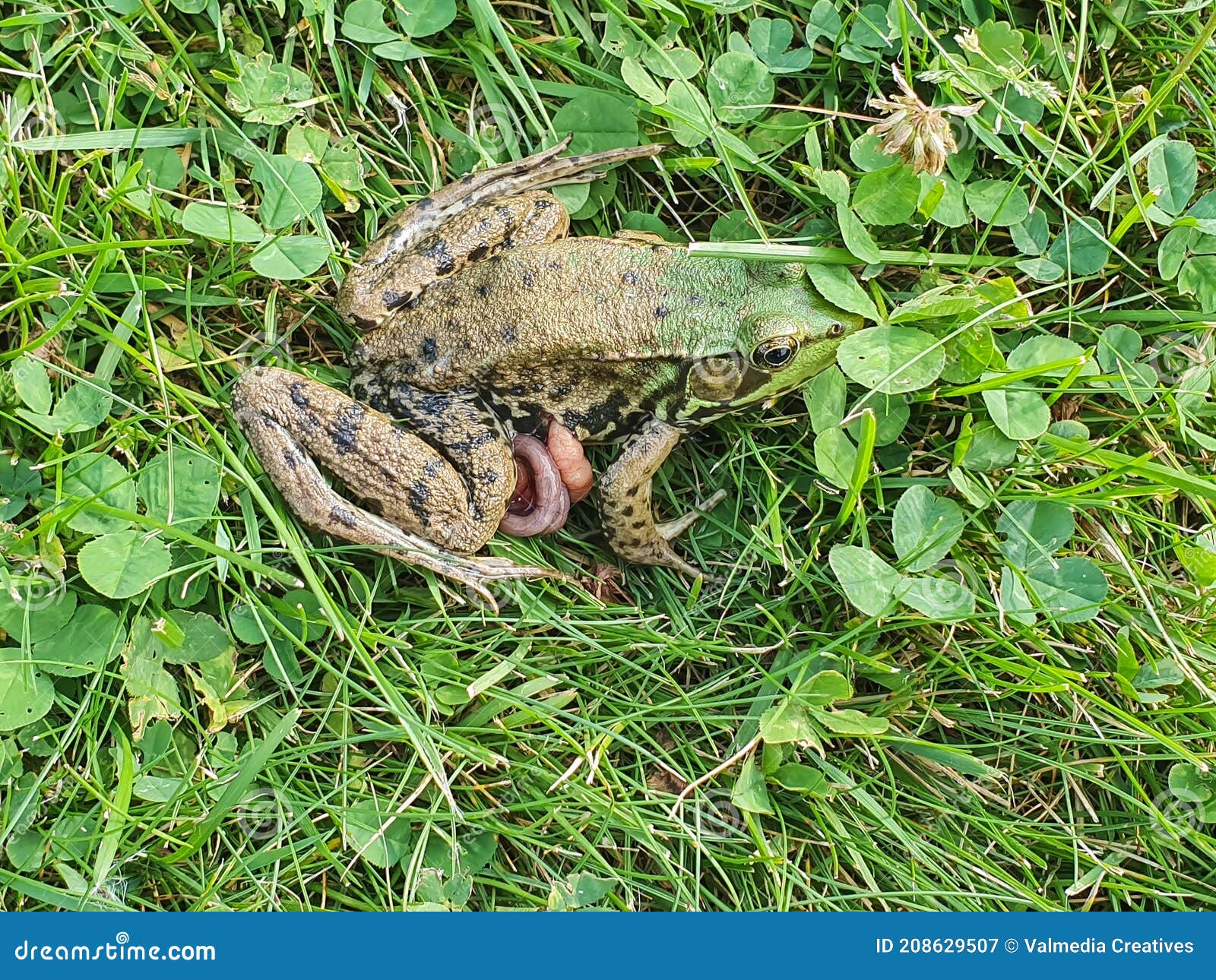 Close Up Shots of the Animal Kingdom in Nature Stock Image - Image of toad, clovers: 208629507 Close Up Shots of the Animal Kingdom in Nature Stock Image - Image of toad, clovers: 208629507