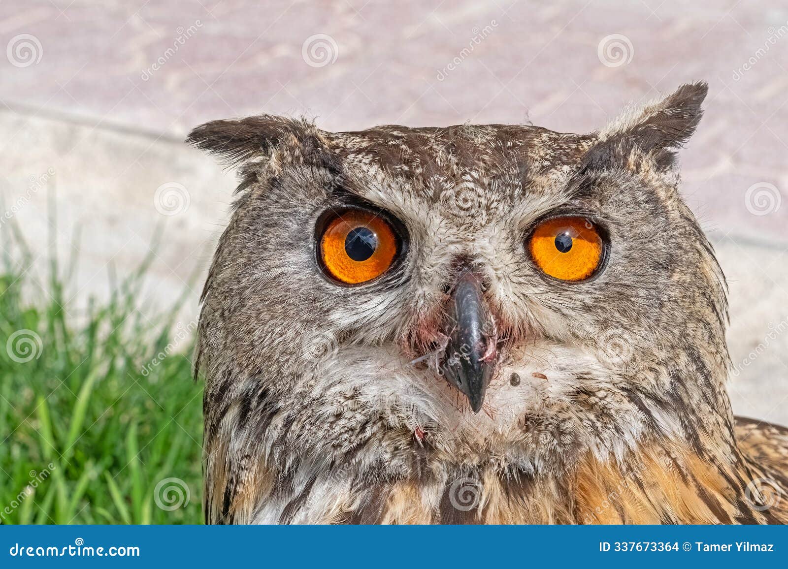 a close-up showing the intense gaze of a eurasian eagle owl. latin name bubo bubo, selective focus