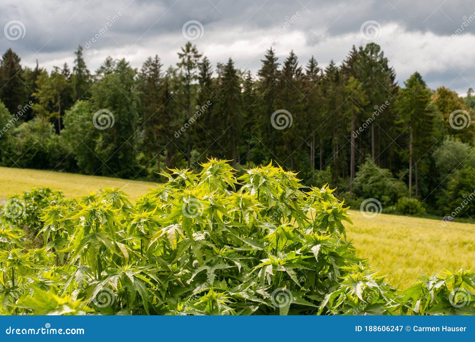 sida hermaphrodita in an agricultural field in swabian alb