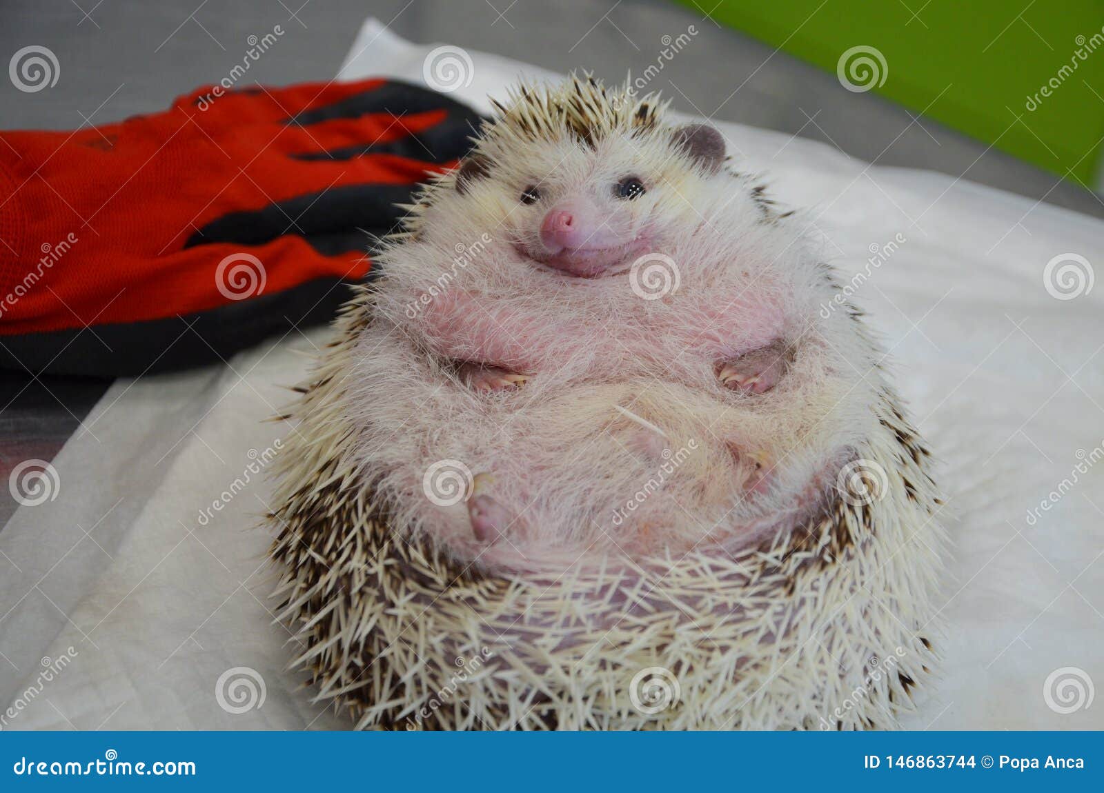 close up of a shy and morbidly obese, curled up african male hedgehog