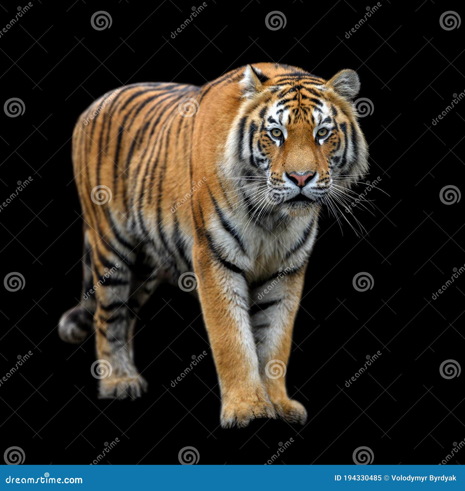 close up siberian or amur tiger on black background