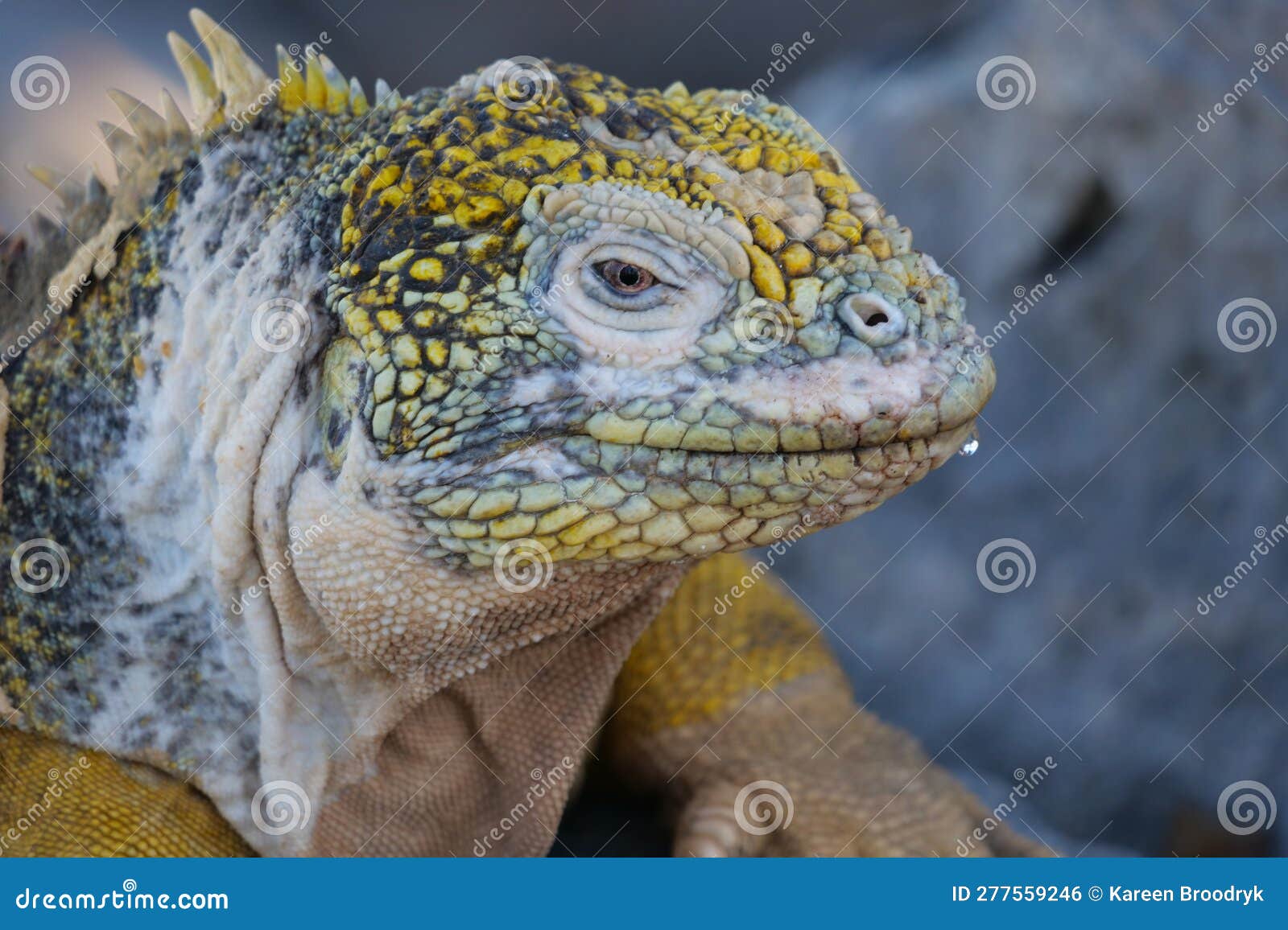 close up and side profile of an adult yellow land iguana, iguana terrestre on a rock at south plaza island, galapagos, ecuador