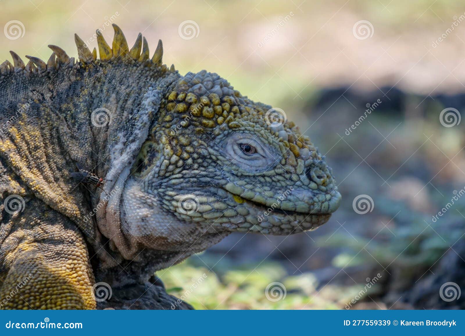 close up of the side profile of a bright yellow adult land iguana, iguana terrestre between green cactus plants at south plaza