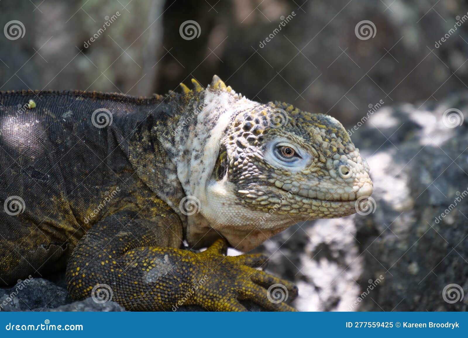 close up of the side profile of a bright yellow adult land iguana, iguana terrestre between green cactus plants at south plaza