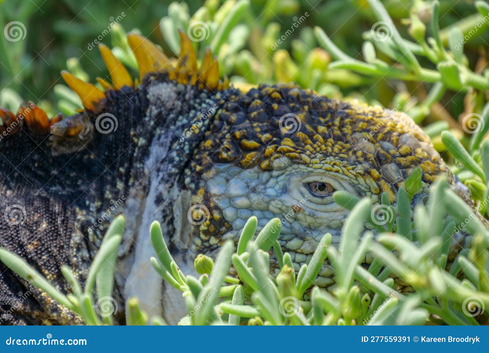 close up of the side profile and eye of a bright yellow adult land iguana, iguana terrestre between green cactus plants at south