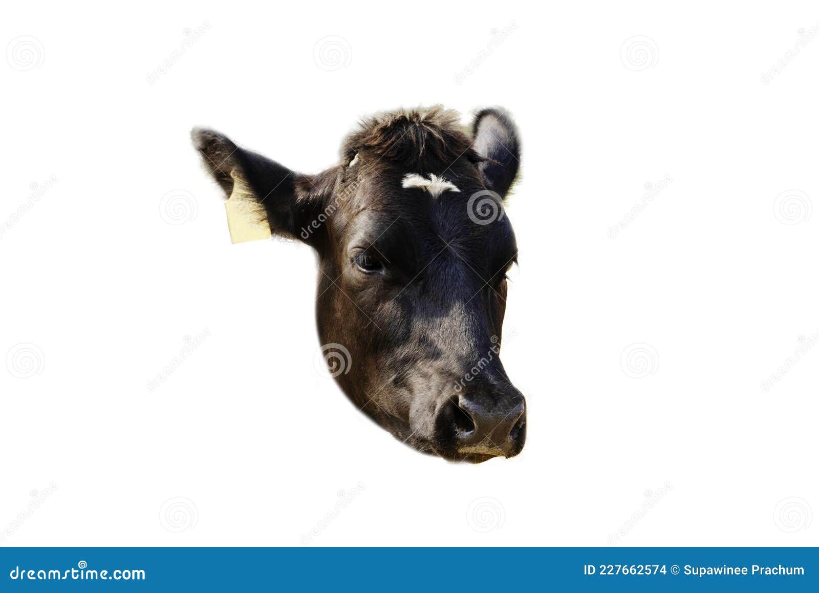 Closeup Side View of a Cow Head Isolated on the White Background Stock Photo Image of dairy