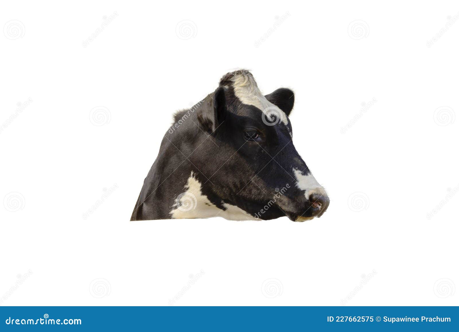 Closeup Side View of a Cow Head Isolated on the White Background Stock Image Image of face