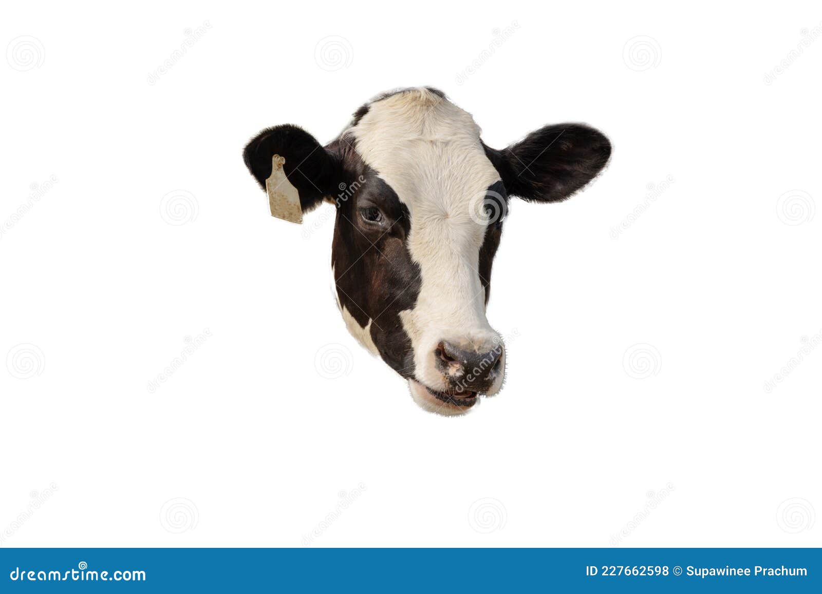 Closeup Side View of a Cow Head Isolated on the White Background Stock Photo Image of farm
