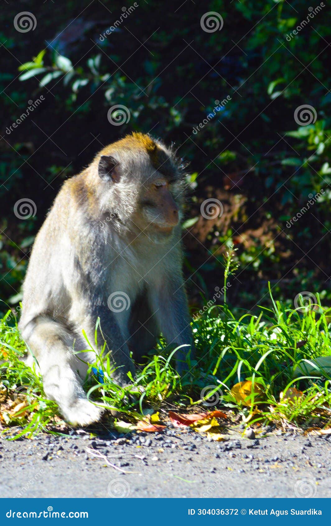 relaxed wild monkey sitting in sunbathing pose, with its head lowered, at the edge of forest road
